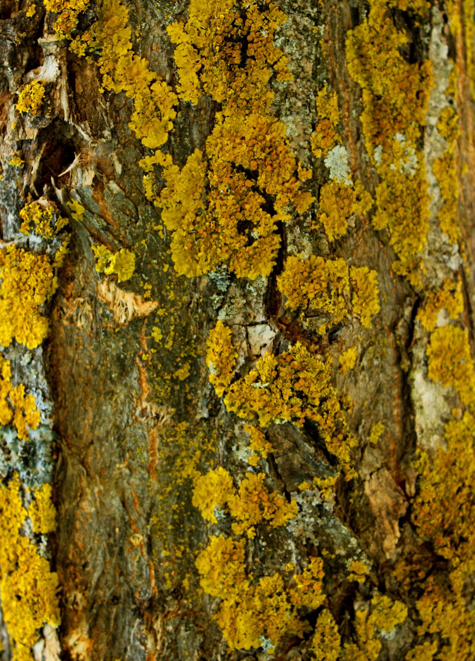 Canon EOS 600D (Rebel EOS T3i / EOS Kiss X5) sample photo. Tree, shell, forest photography