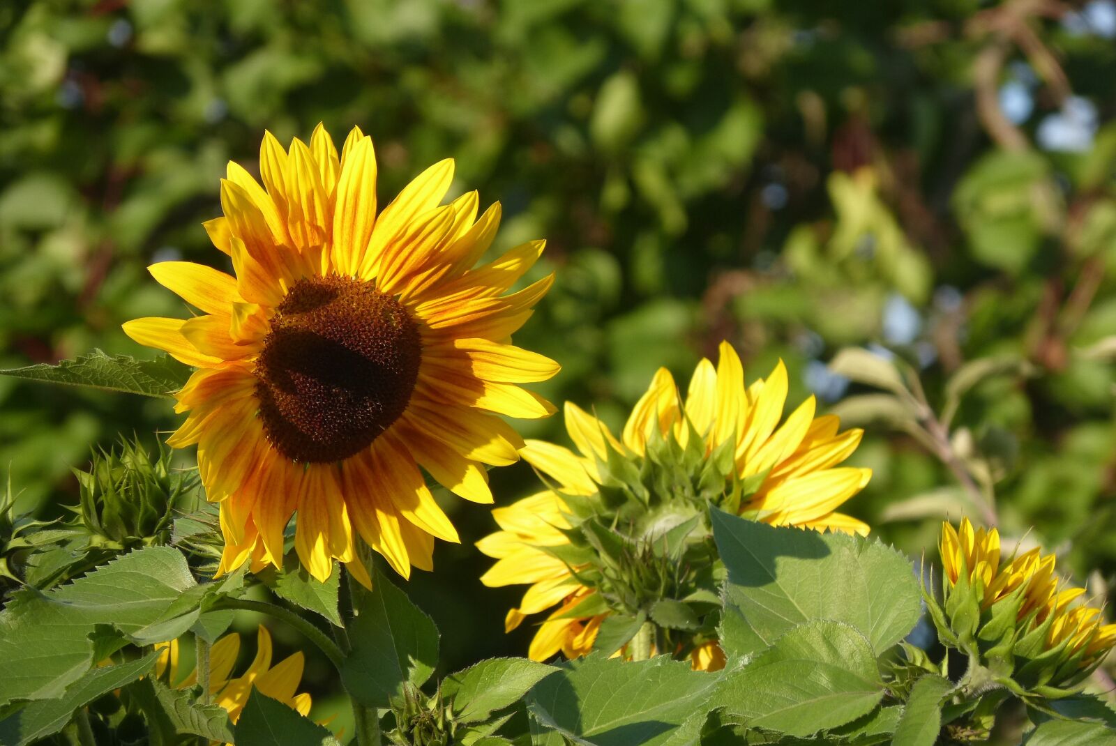Panasonic DMC-FZ62 sample photo. Summer, sunflower, flower photography