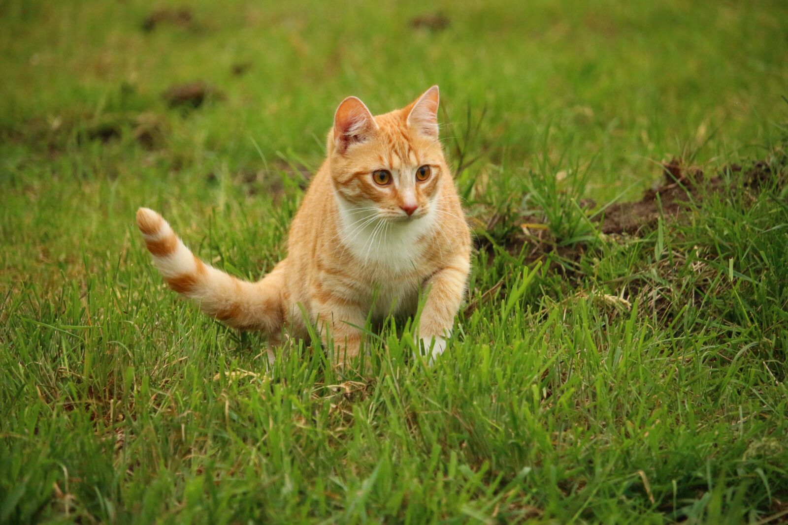 Canon EOS 100D (EOS Rebel SL1 / EOS Kiss X7) sample photo. Cat, kitten, mieze photography