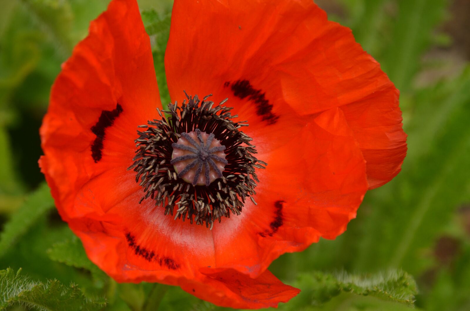 Nikon D7000 sample photo. Nature, plant, flower photography
