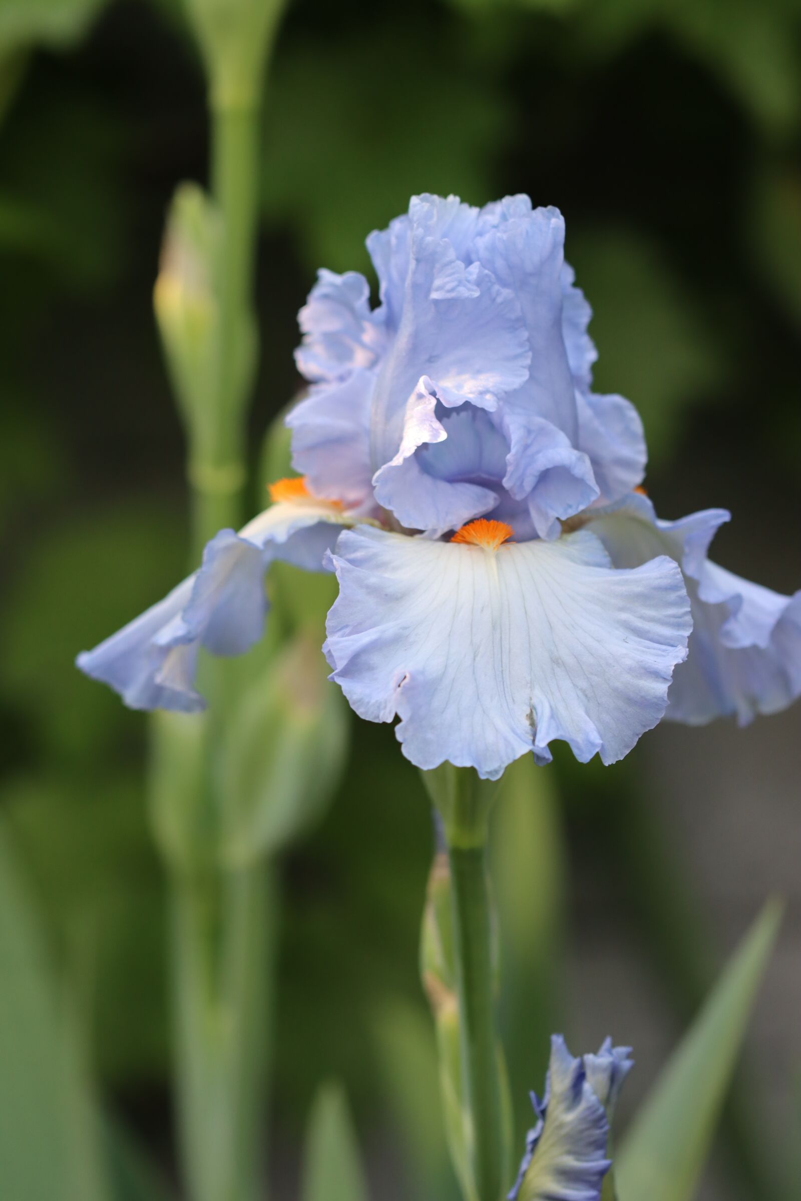 Canon EOS 90D sample photo. Iris, rhizome, perennial photography