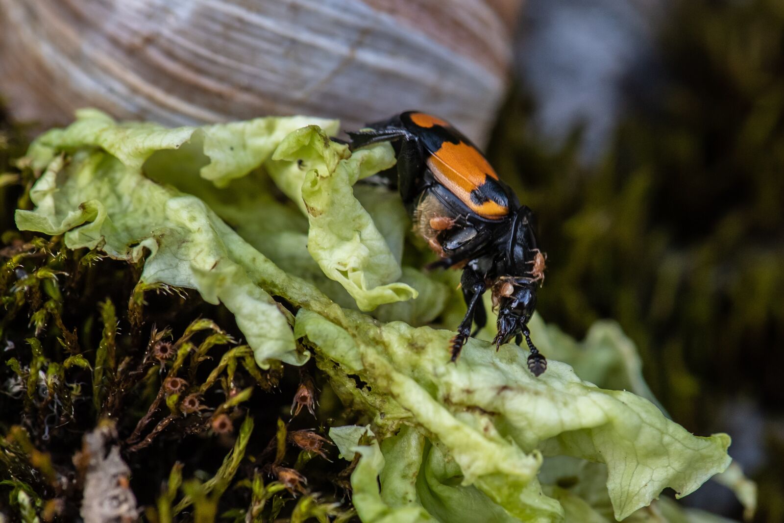 Nikon D5 sample photo. Insect, animal, close up photography