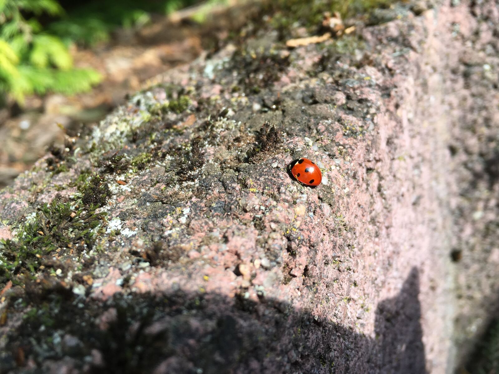 Apple iPhone 6s sample photo. Ladybug, summer, beetle photography