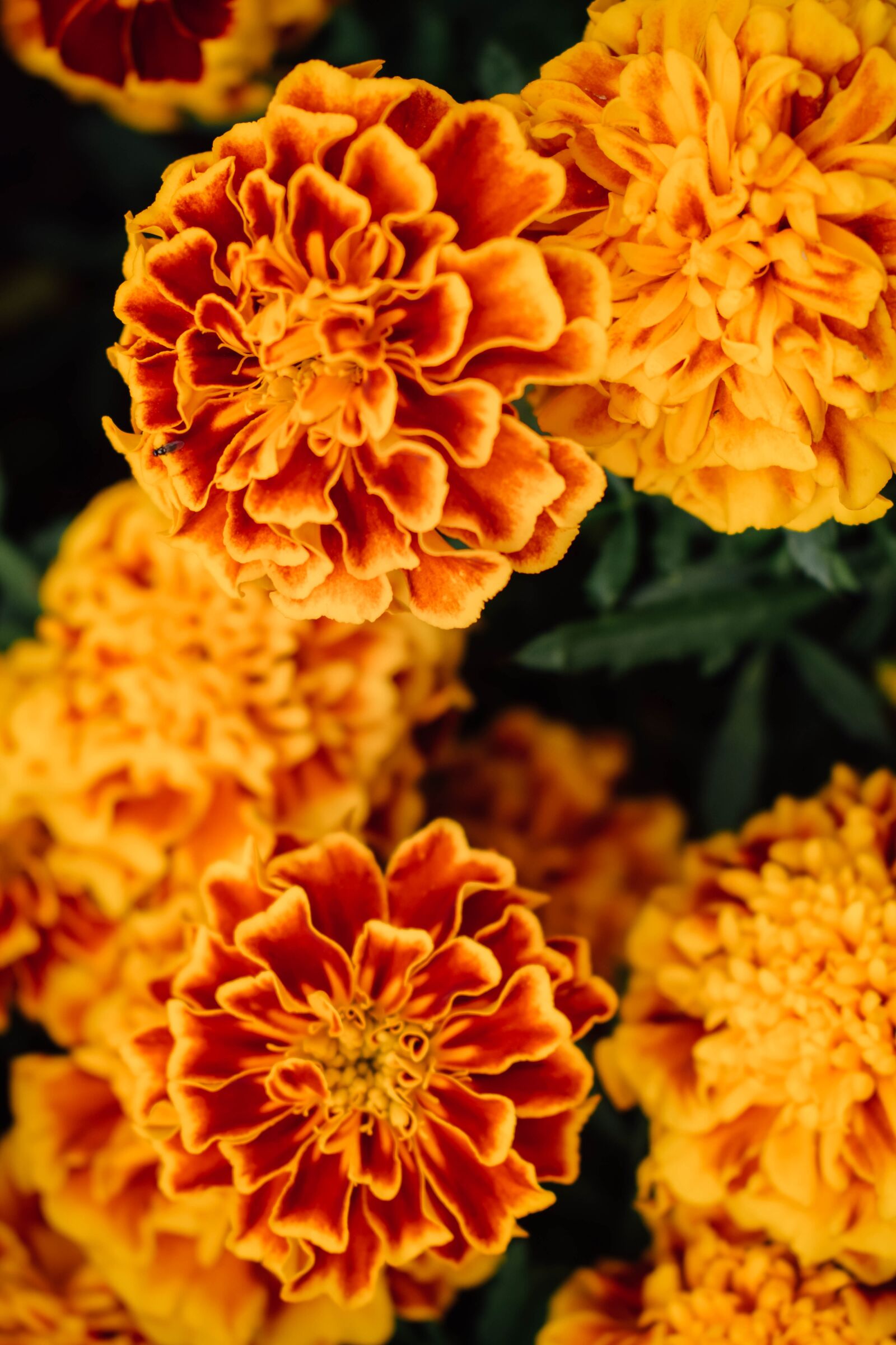 Nikon D5300 sample photo. Marigold, flower, orange photography
