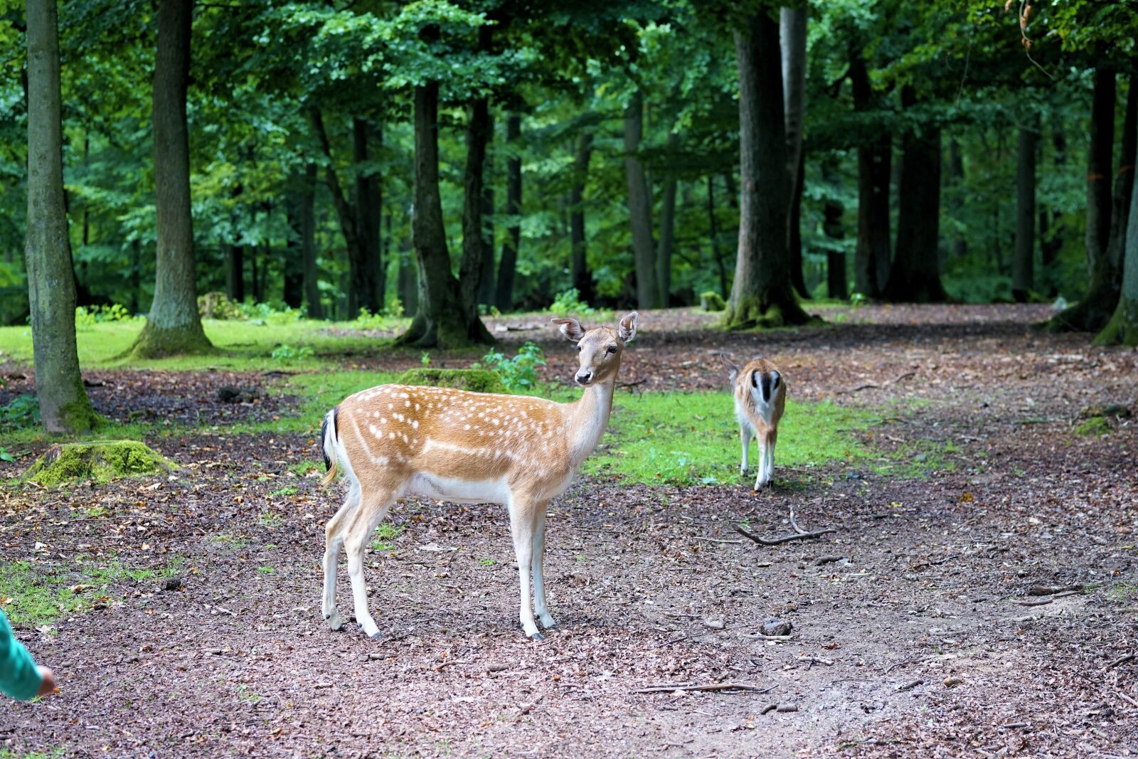 Sony a6000 + E 60mm F2.8 sample photo. Roe deer, animal, wild photography