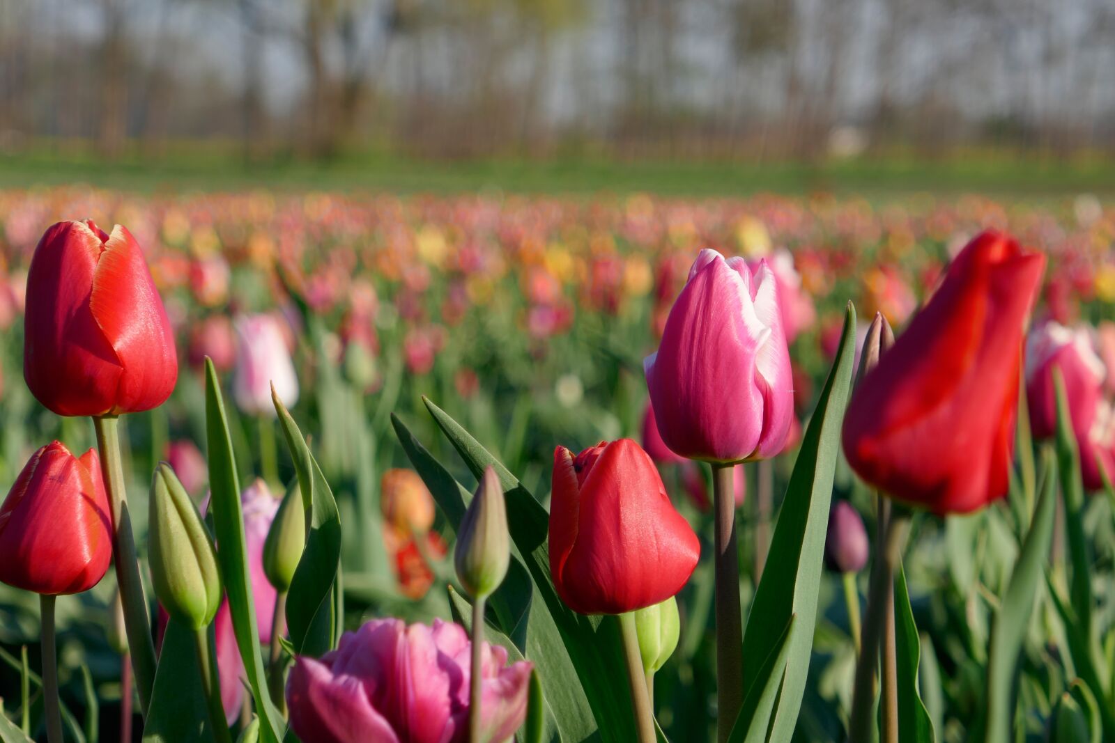 Panasonic DMC-TZ101 sample photo. Tulip field, tulips, colorful photography