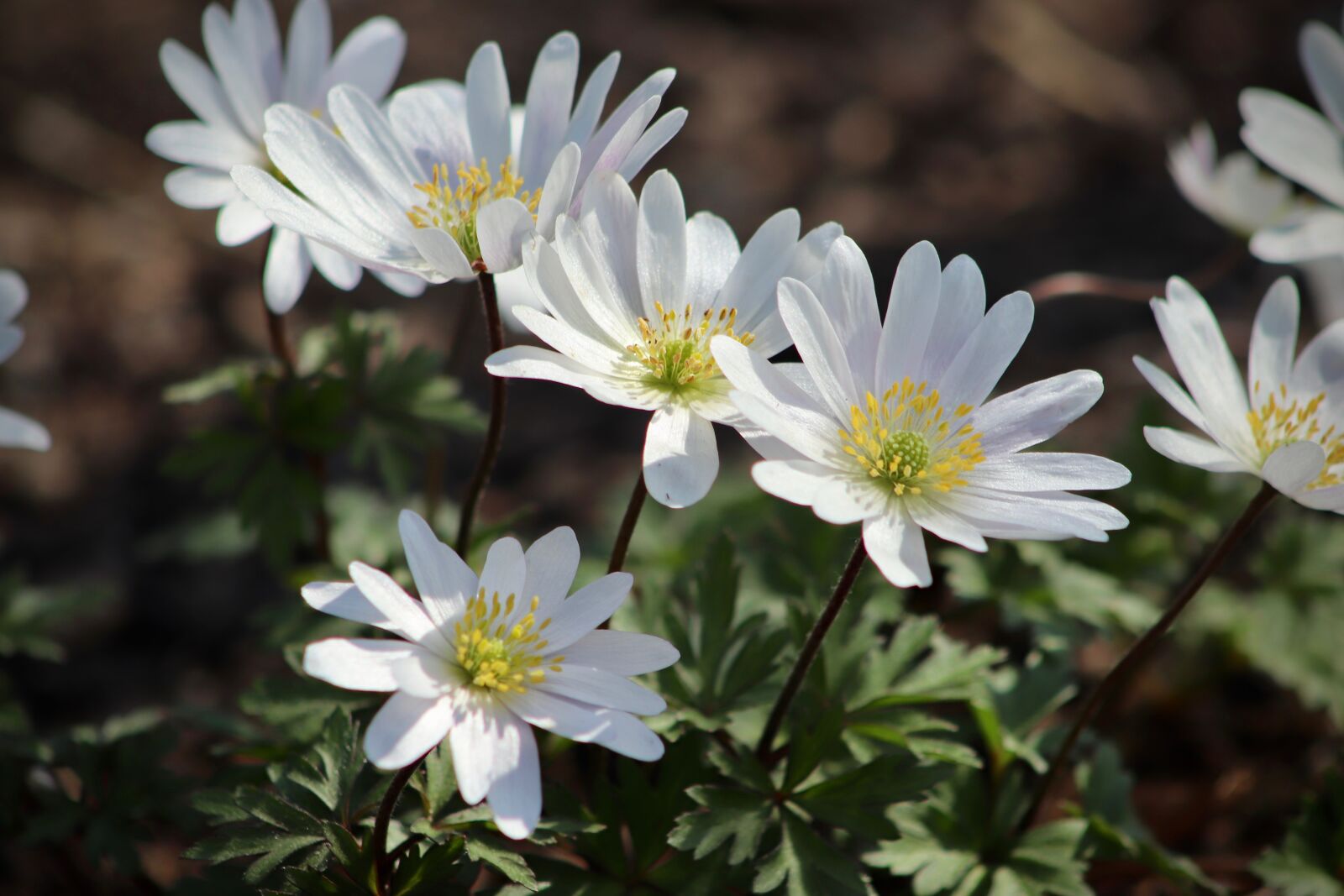 Canon EOS 800D (EOS Rebel T7i / EOS Kiss X9i) sample photo. Flowers, wood anemone, white photography