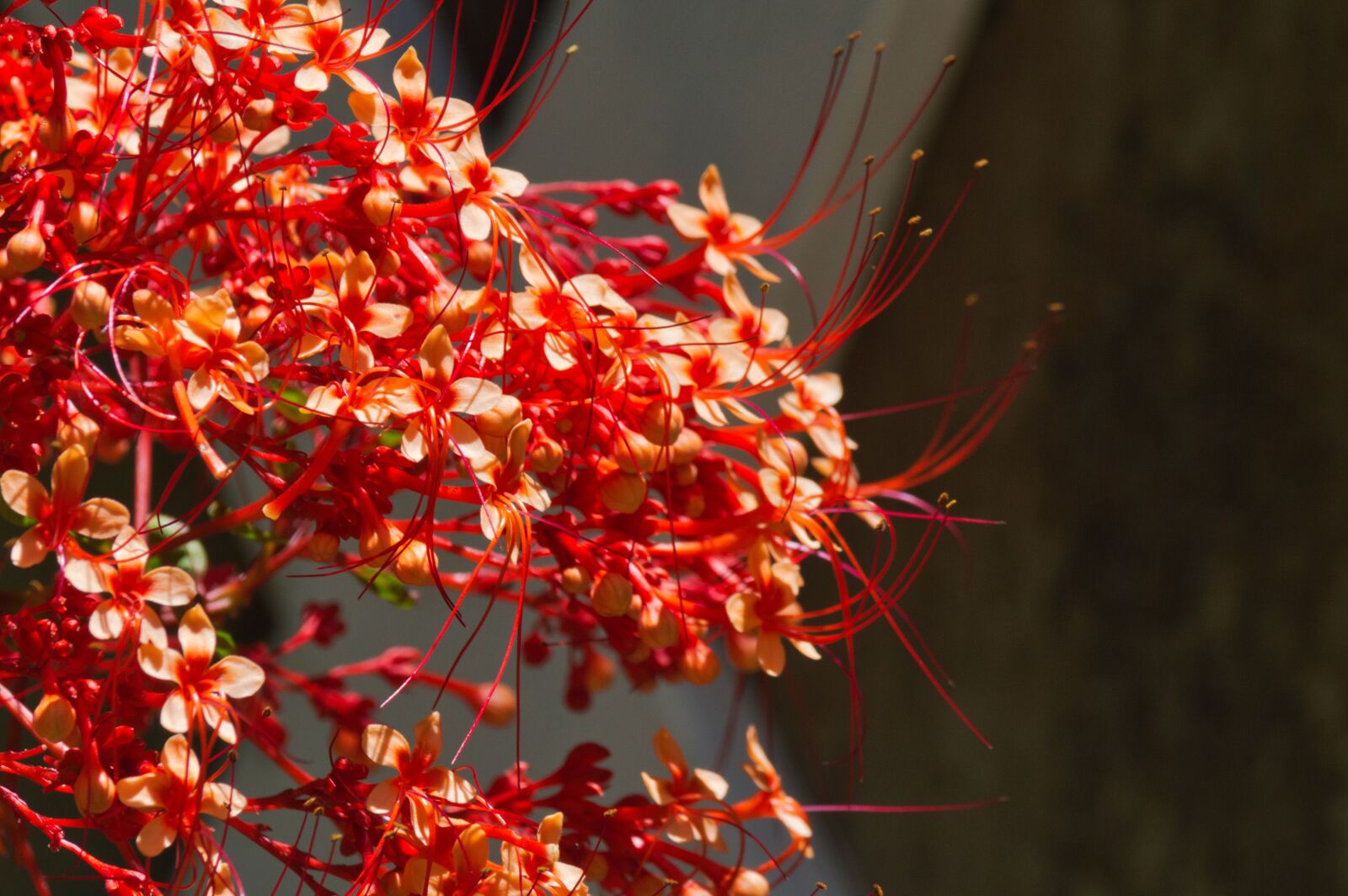 Nikon D3200 sample photo. Costa rica, plant, flower photography