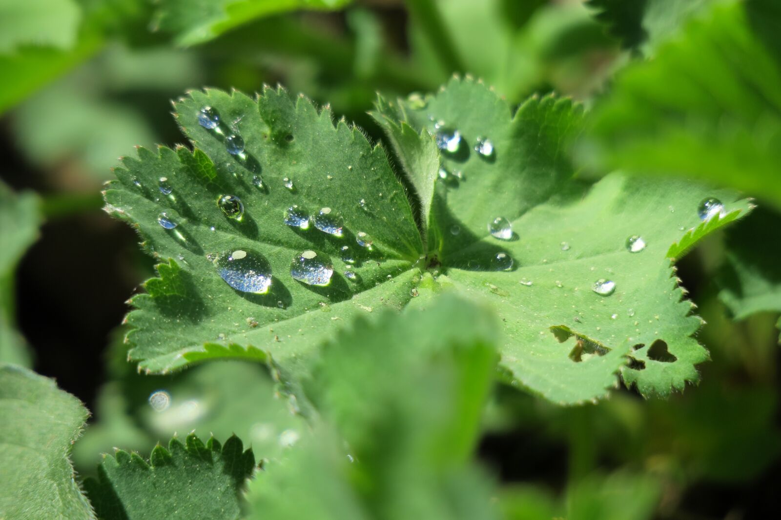 Canon PowerShot G3 X sample photo. Leaf, raindrop, plant photography