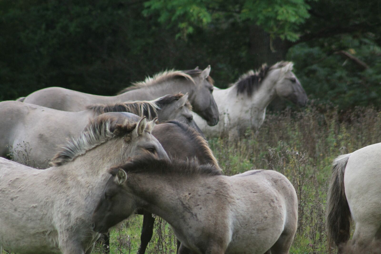 Canon EOS 1100D (EOS Rebel T3 / EOS Kiss X50) + Canon EF75-300mm f/4-5.6 sample photo. Wild horses, nature, koniks photography