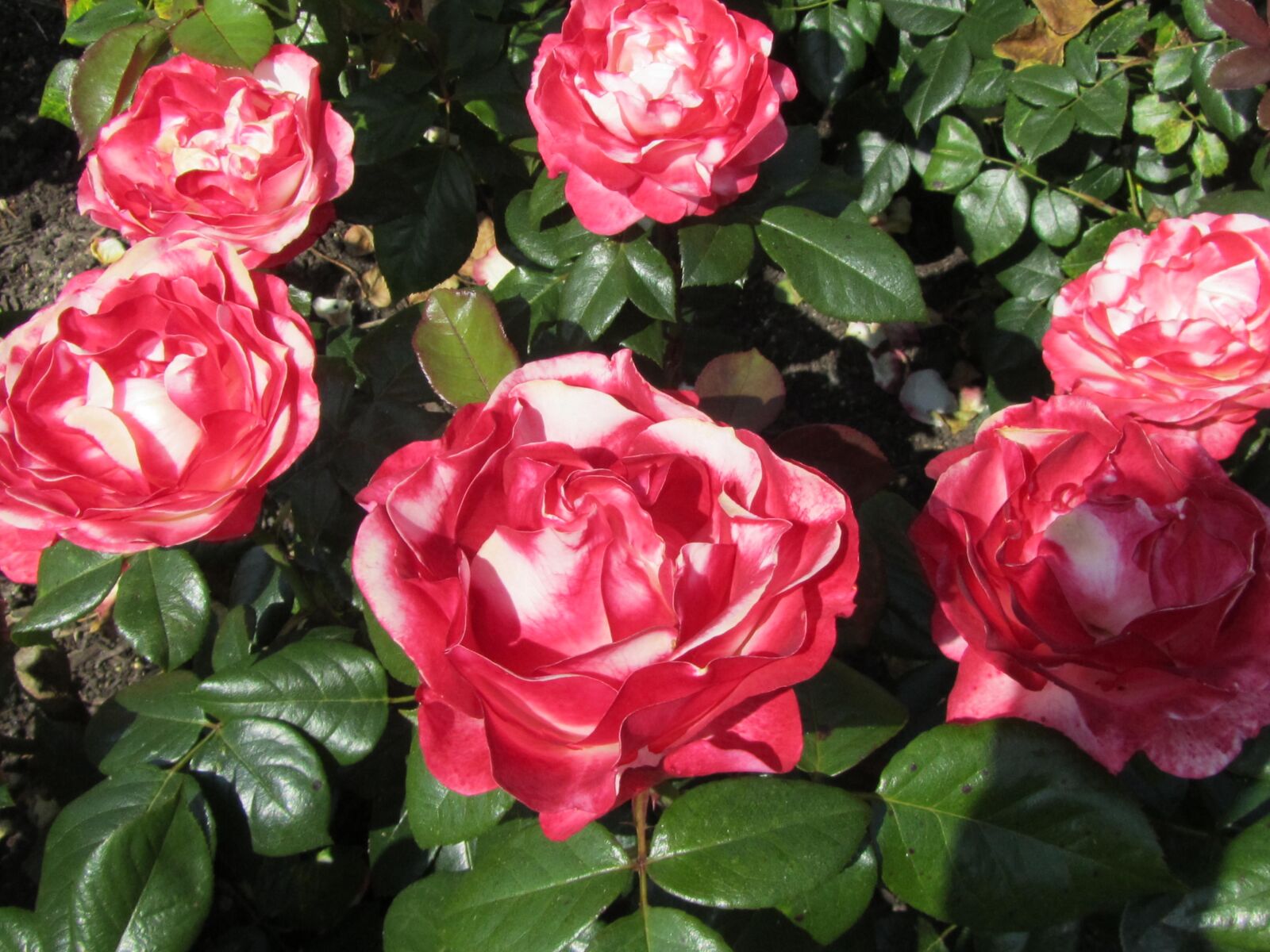 Canon PowerShot SX210 IS sample photo. Rose, red, flower photography