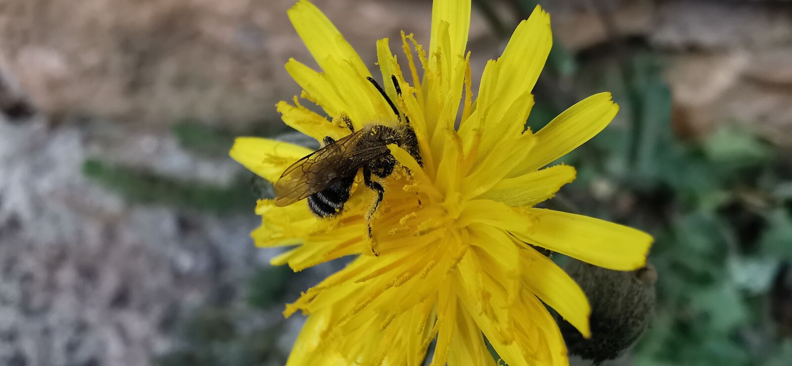 HUAWEI P30 Pro sample photo. Close, nature, warm photography