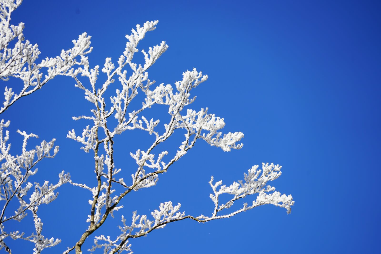 Sony a7R II + Sony FE 24-240mm F3.5-6.3 OSS sample photo. Aesthetic, branches, hoarfrost photography