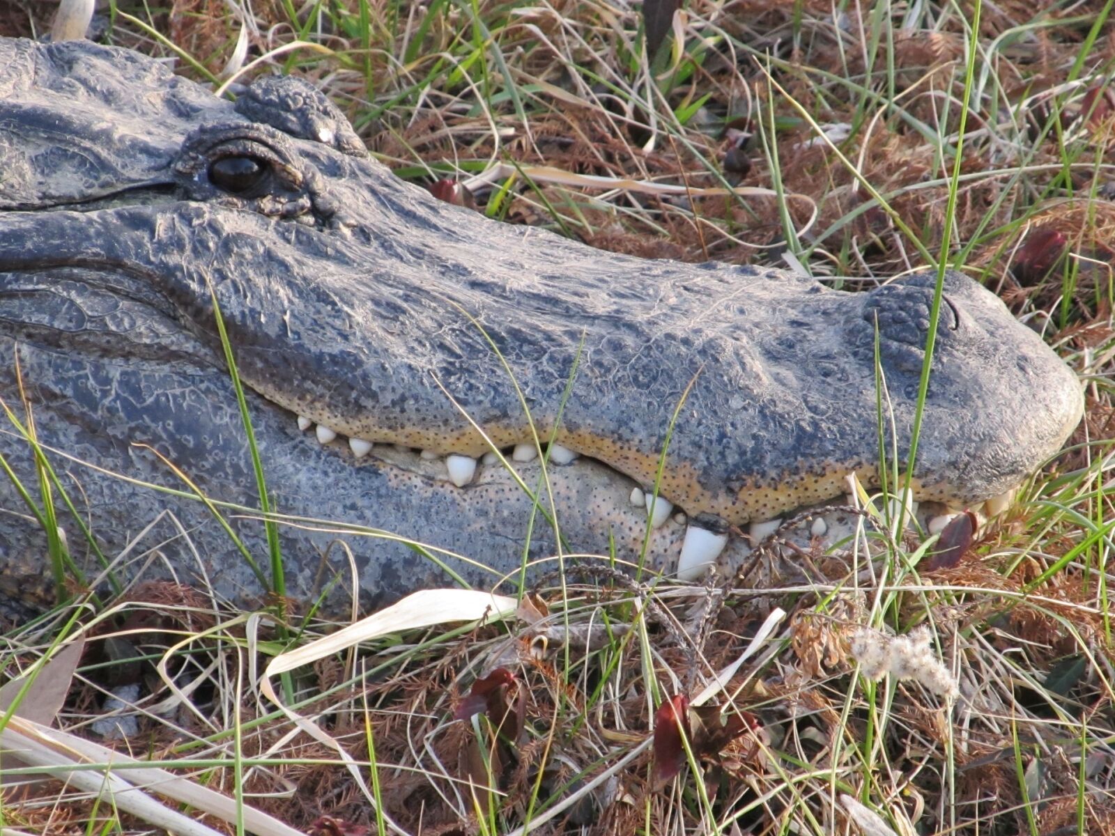 Canon PowerShot SX130 IS sample photo. Alligator, head, teeth photography