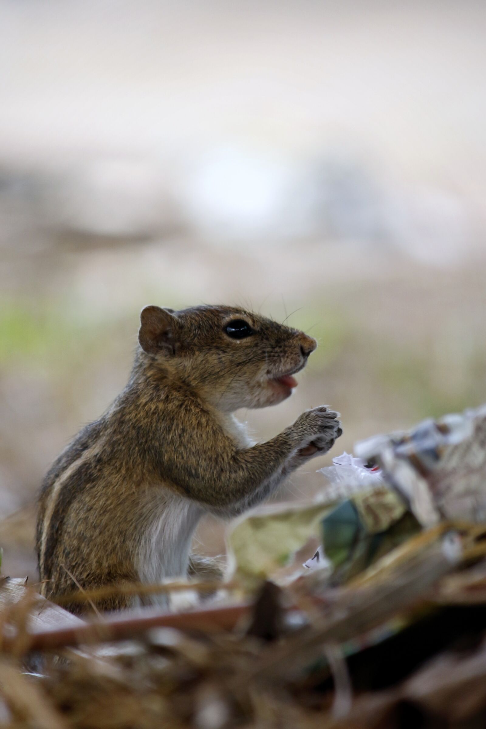 Canon EOS 700D (EOS Rebel T5i / EOS Kiss X7i) sample photo. Nature, animal, outdoors photography