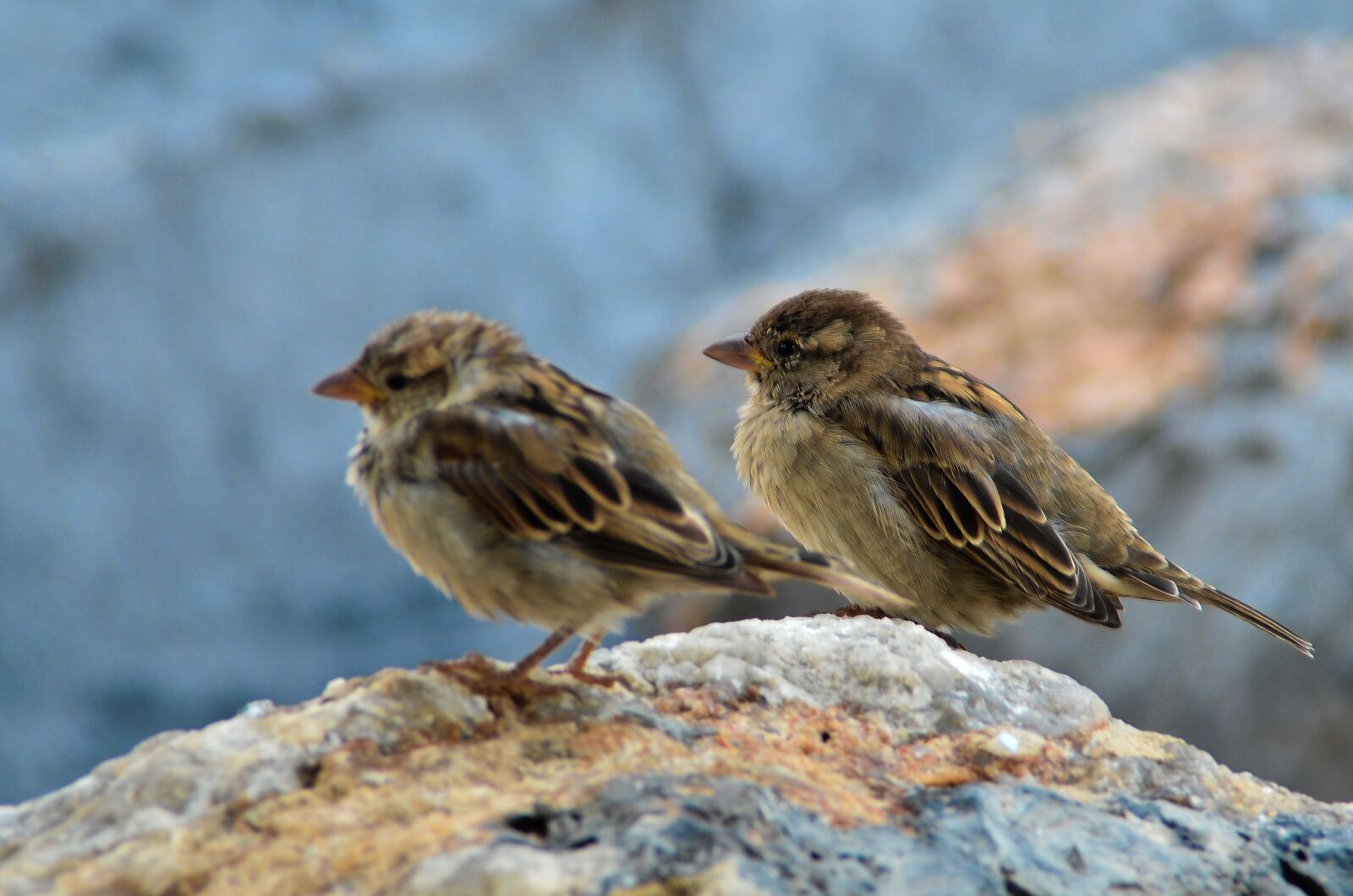 Nikon D7000 sample photo. Nature, birds, feeling photography