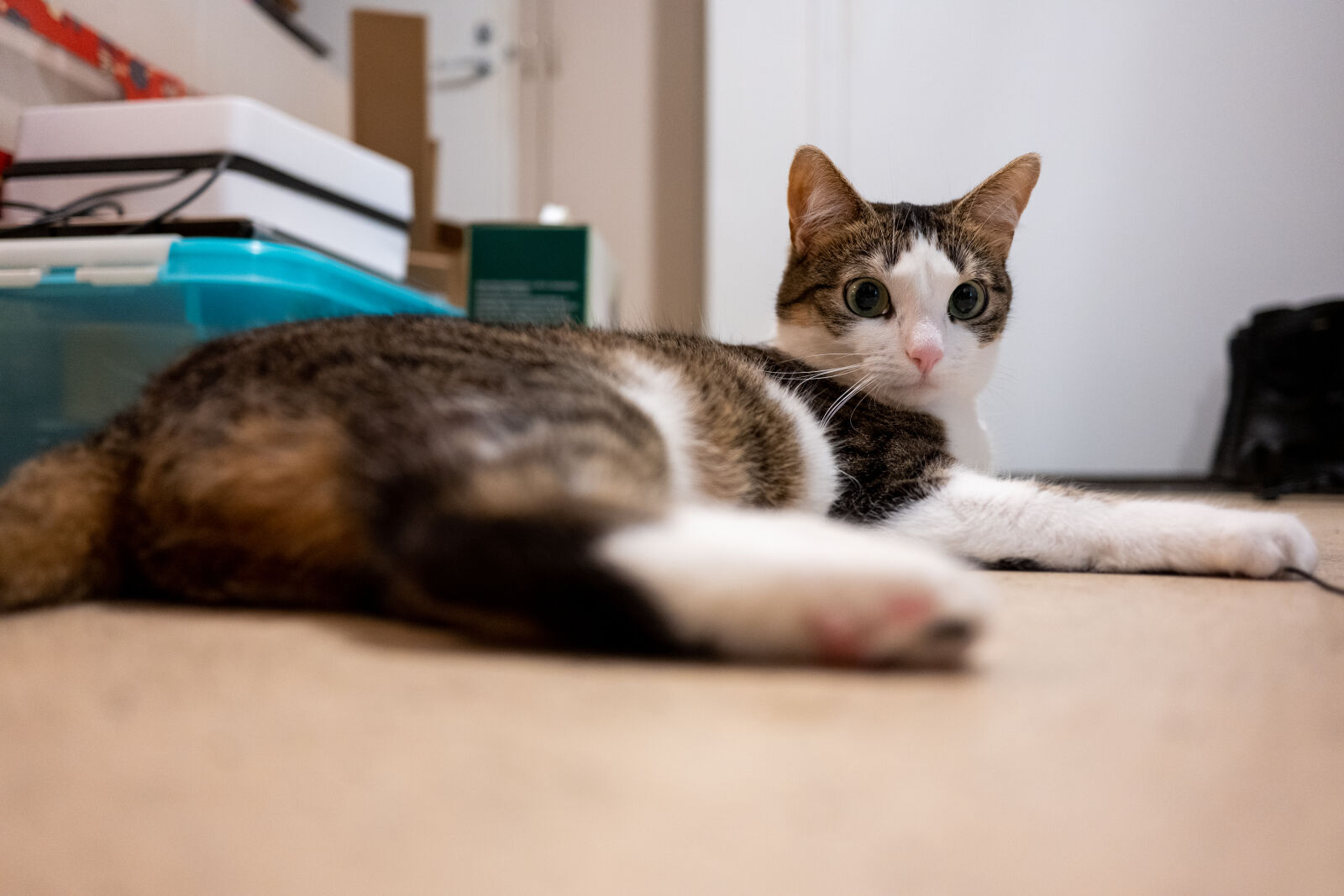 Nikon Nikkor Z 28mm F2.8 sample photo. Wideangle hunting cat photography