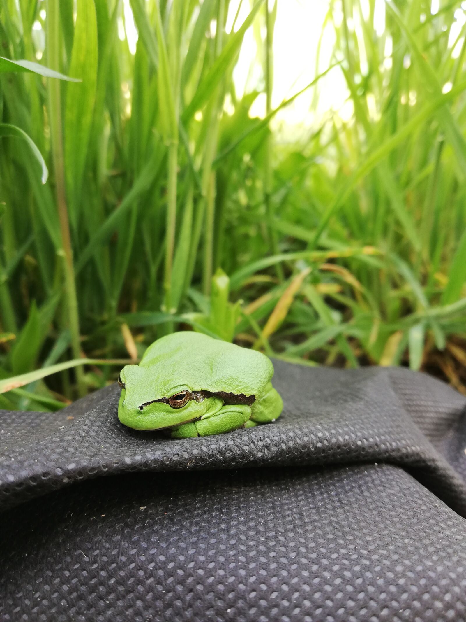 HUAWEI P20 lite sample photo. Frog, tree frog, amphibians photography