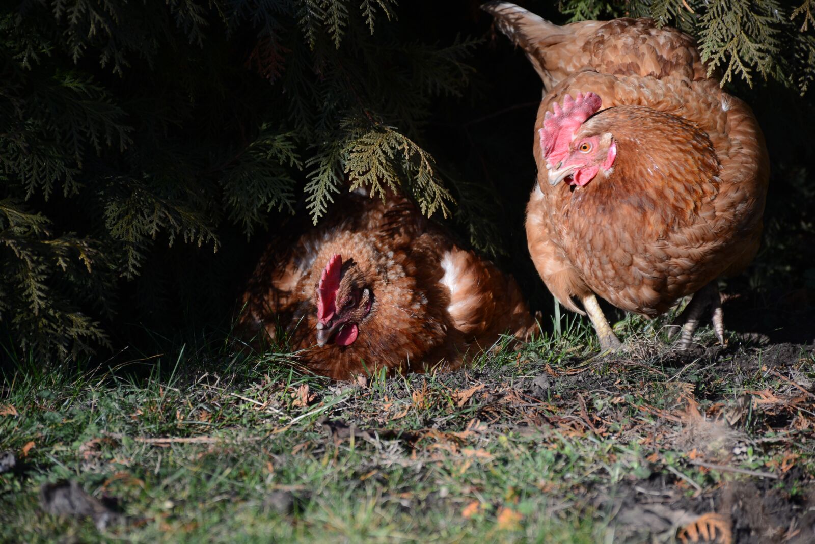 Nikon D7100 sample photo. Hen, egg, easter photography