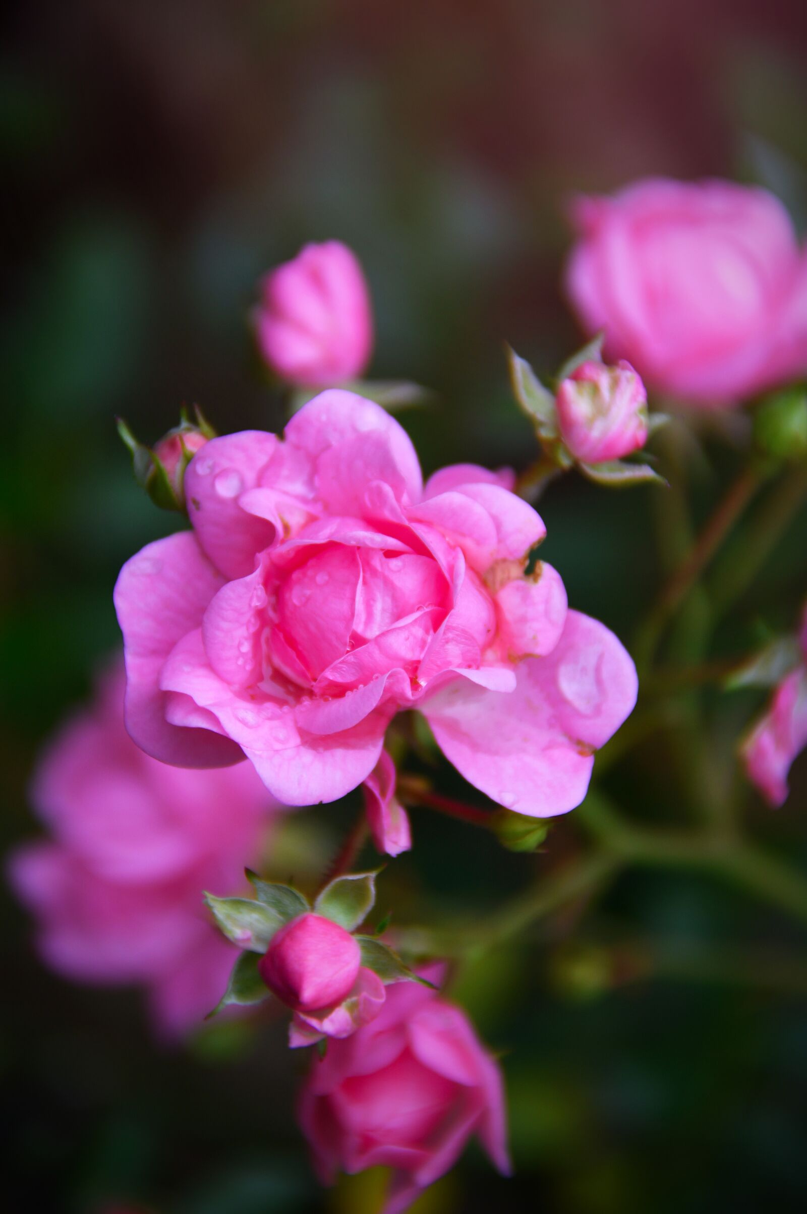 Nikon D3200 sample photo. Rose, pink, flower photography