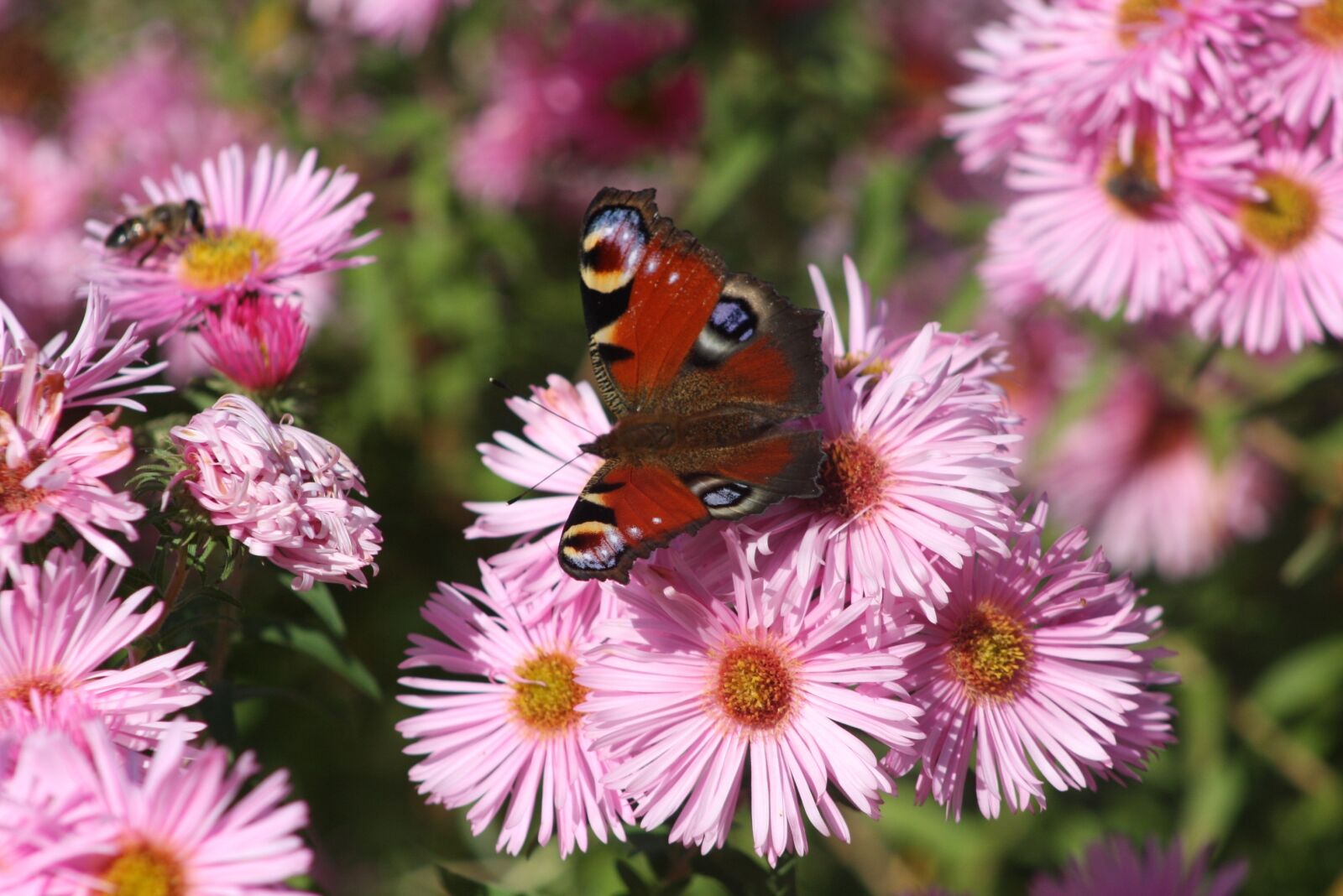Canon EOS 40D sample photo. Nature, asters, autumn photography