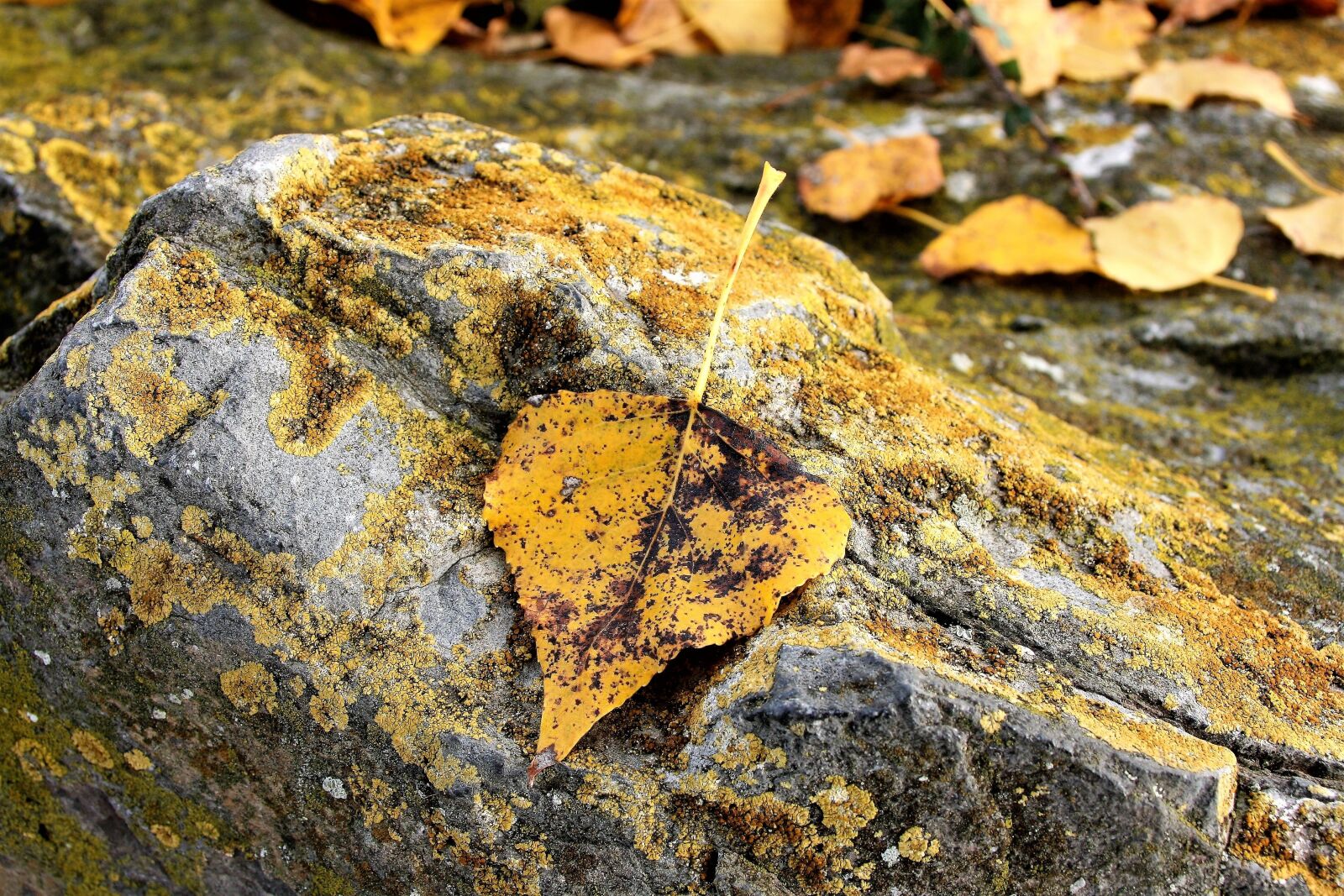 Canon EOS 400D (EOS Digital Rebel XTi / EOS Kiss Digital X) sample photo. Masks, yellow leaves, autumn photography