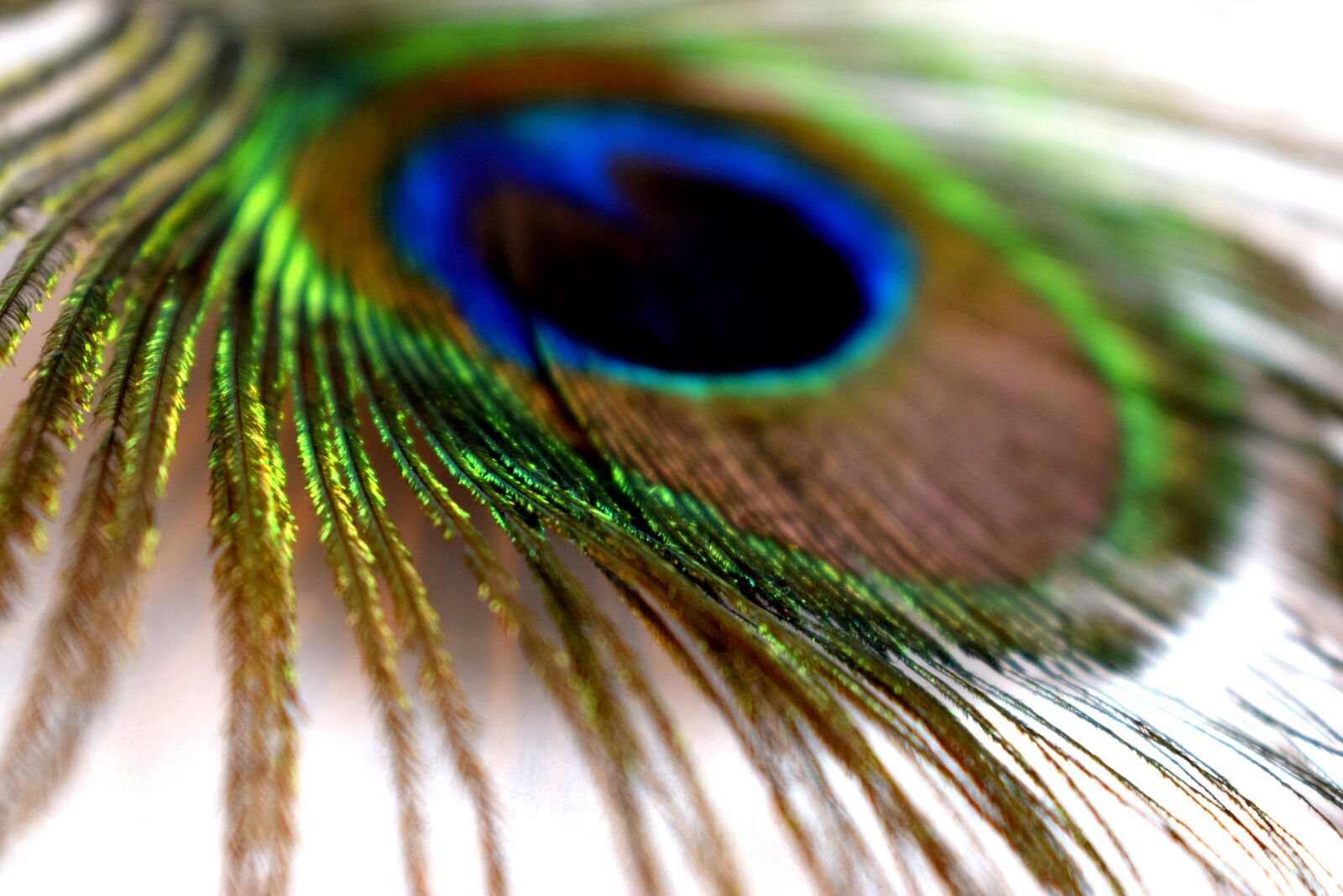 Nikon D3300 sample photo. Peacock, feathers, color photography