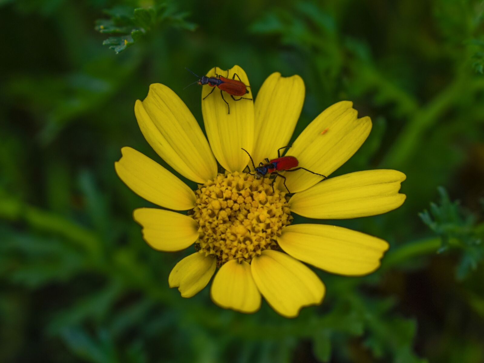 Nikon D3300 sample photo. Nature, flora, flower photography