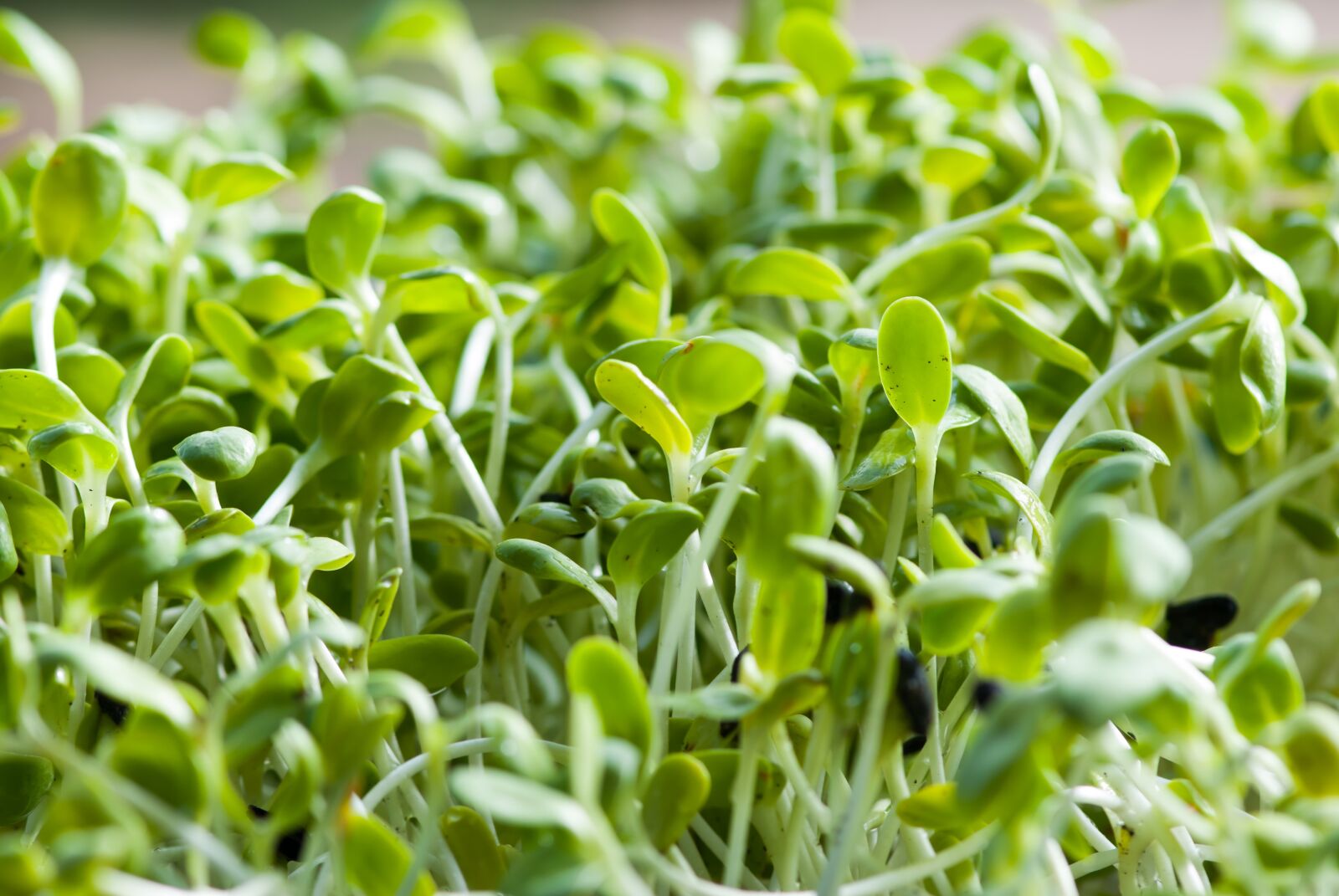 Nikon D80 sample photo. Sunflower sprout, sprout, sunflower photography