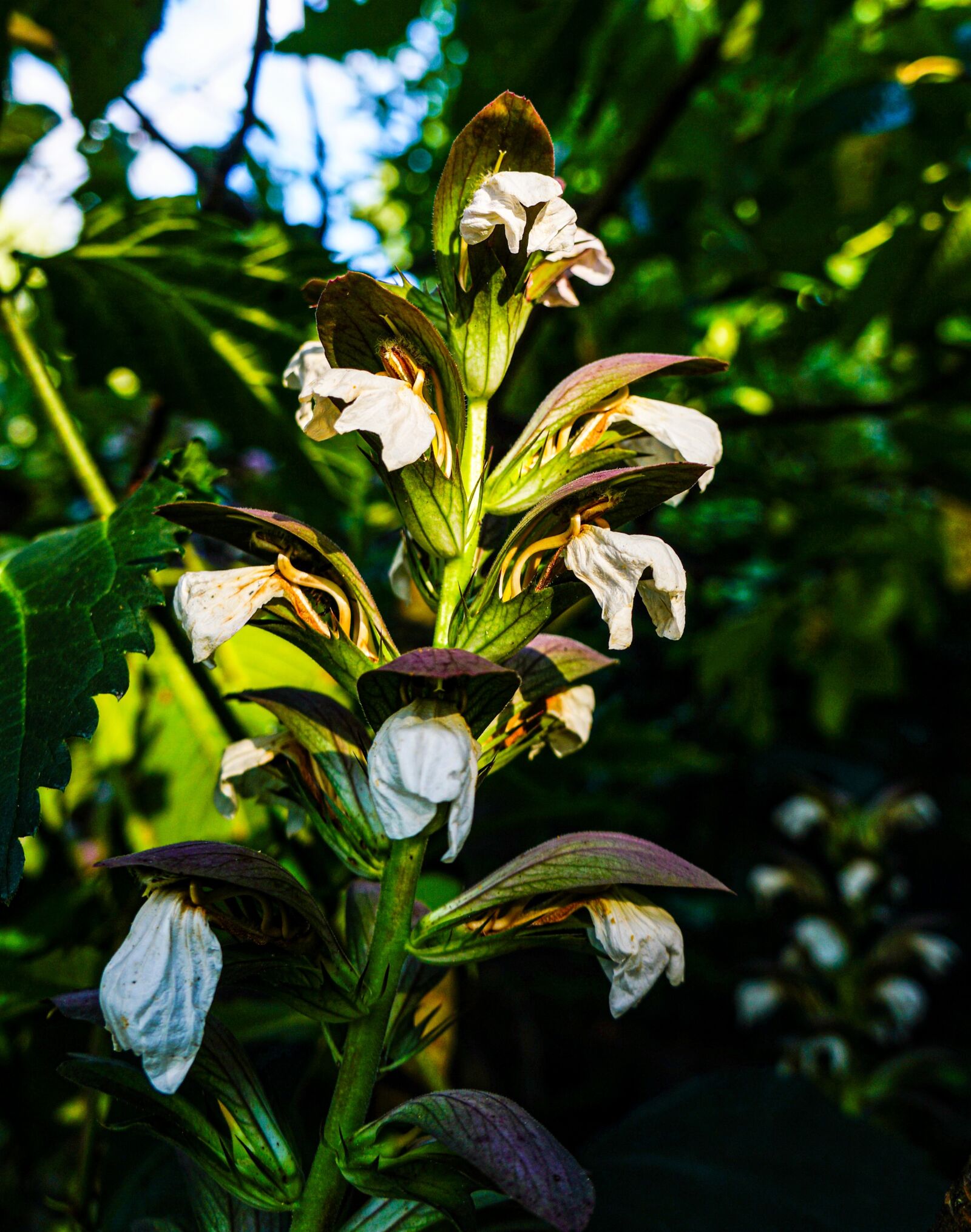 Sony a6000 + Tamron 18-200mm F3.5-6.3 Di III VC sample photo. Acanthus, flower, flowers photography