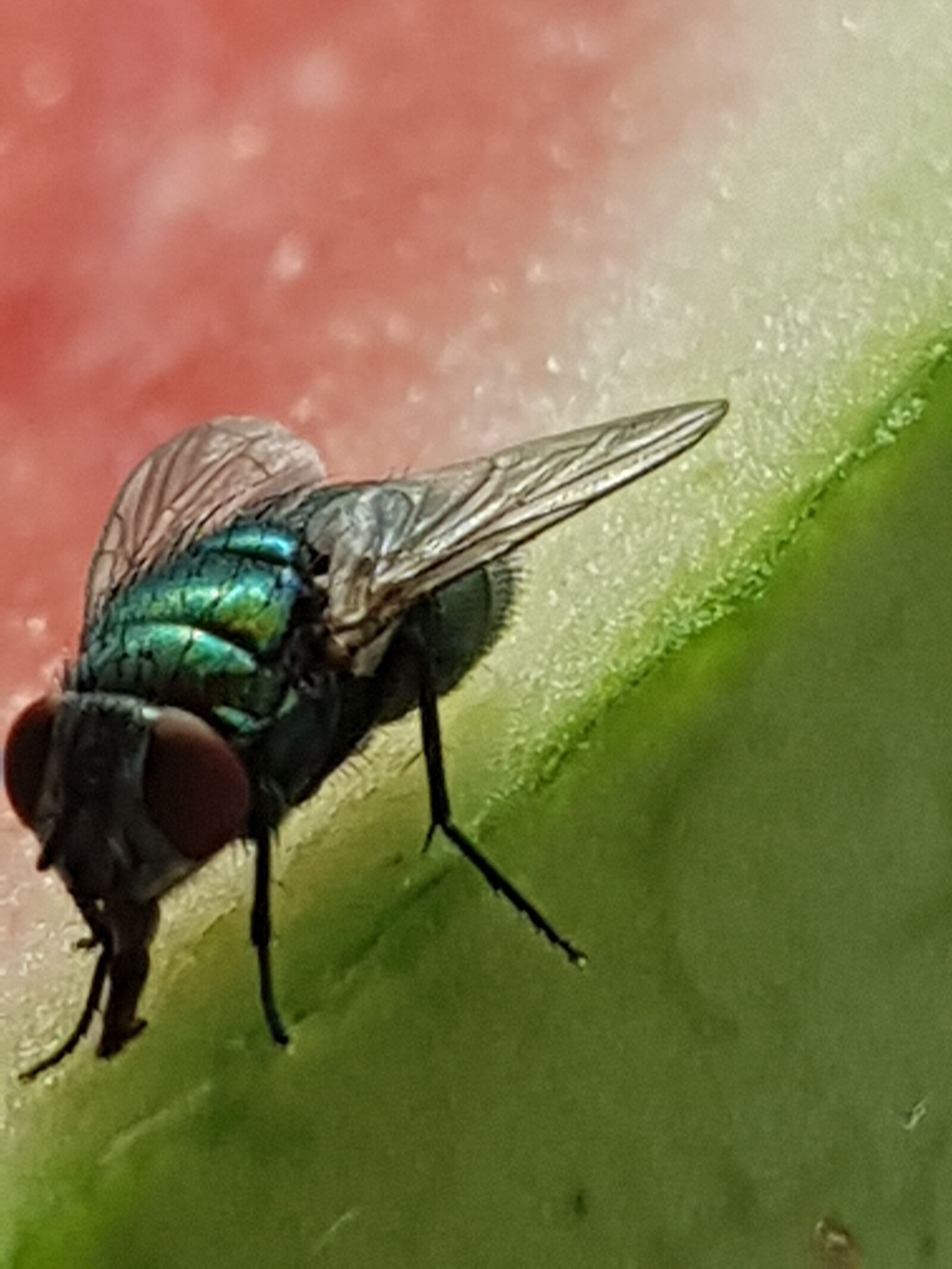 Samsung Galaxy S8+ sample photo. Fly, melon, meal photography