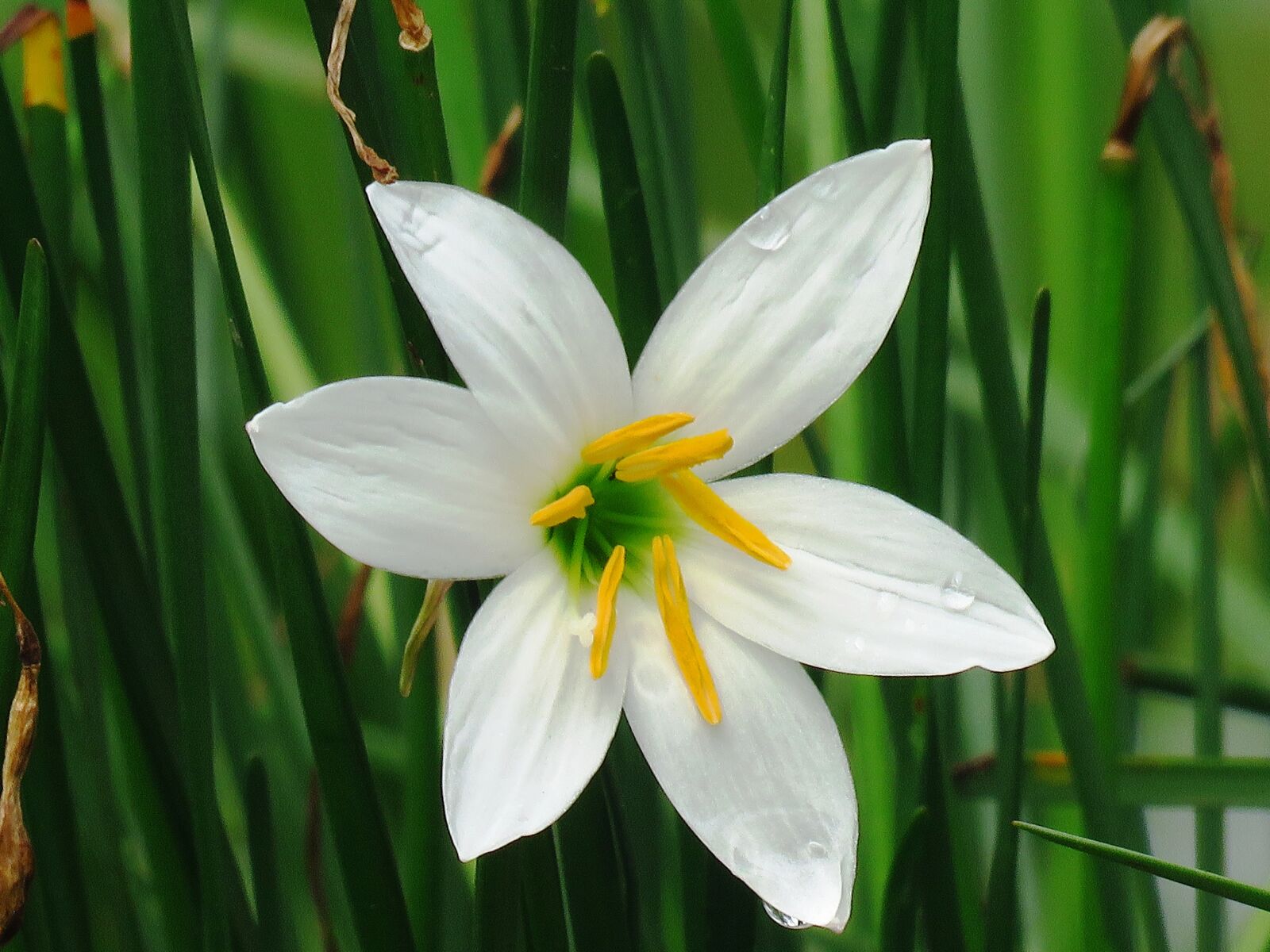 Canon PowerShot SX60 HS sample photo. Fresh, flower, white flower photography
