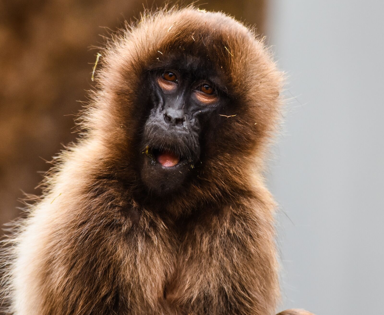 Nikon D7200 sample photo. Monkey, zoo, wilhelma photography