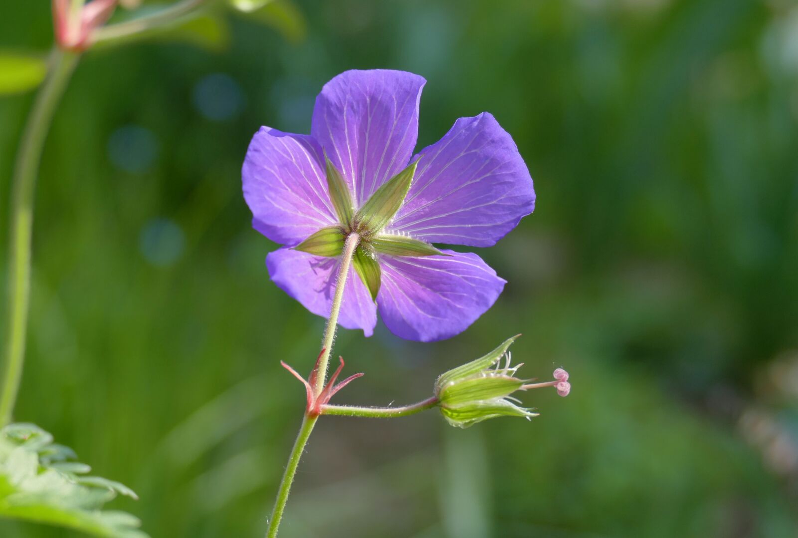 Panasonic Lumix DMC-FZ1000 sample photo. Geranium, flower, blossom photography