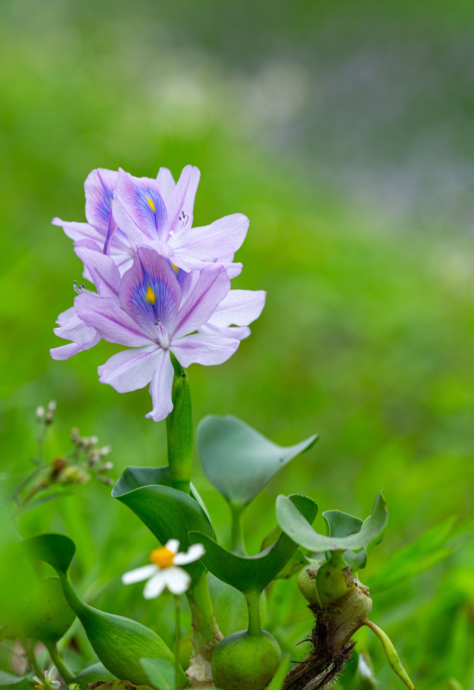 Canon EOS 5D Mark III + Canon EF 135mm F2L USM sample photo. Eichhornia crassipes, flower, ruffles photography