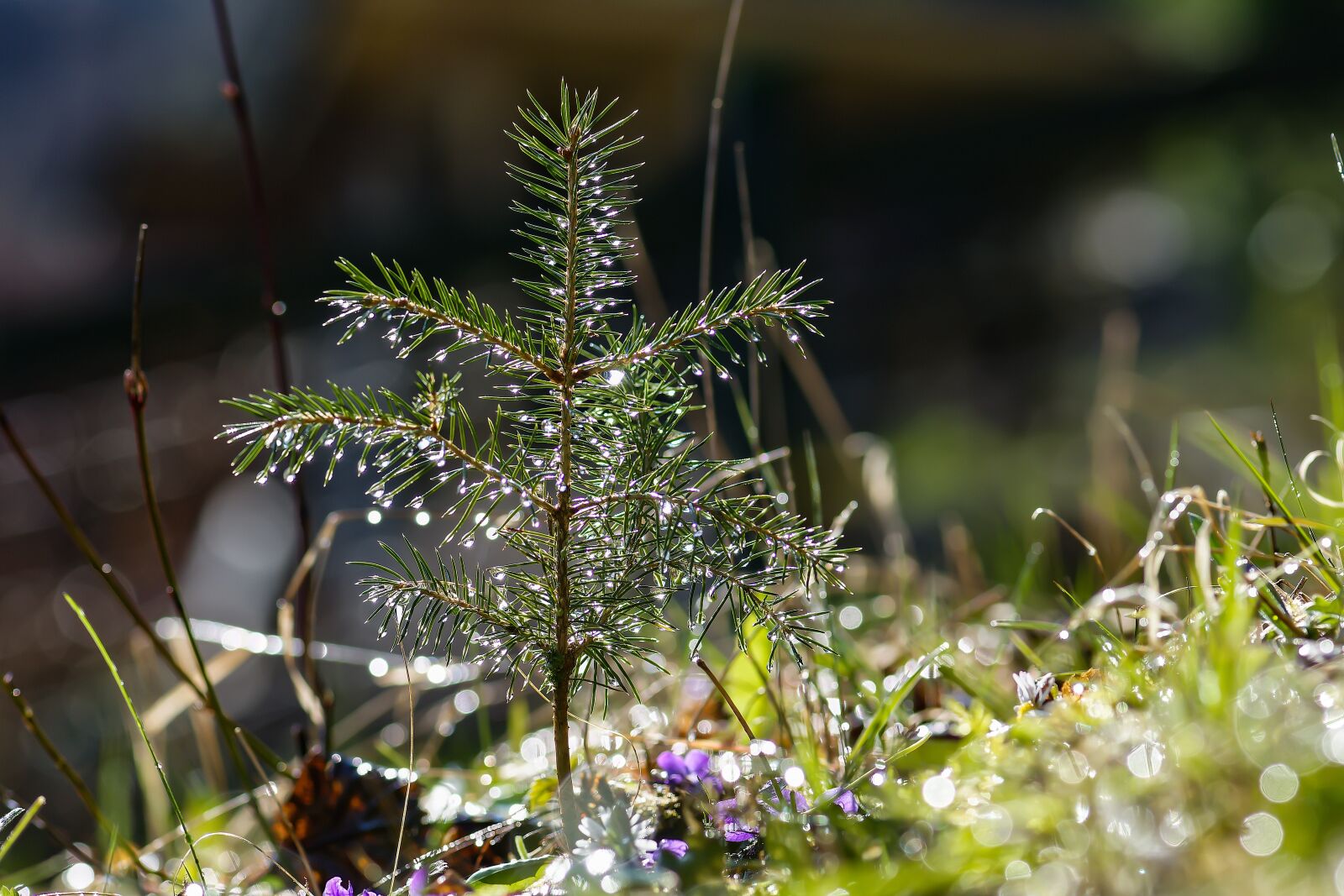 Nikon D7200 sample photo. Spruce, needles, water photography