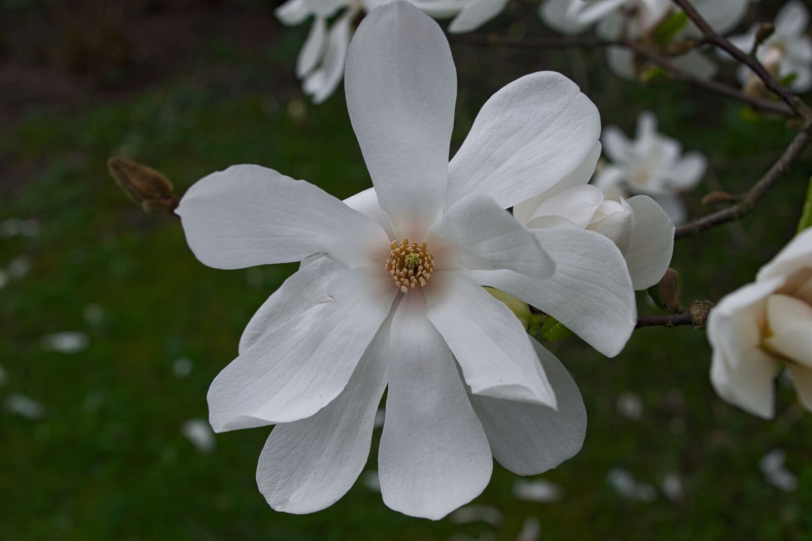 Nikon D3300 sample photo. Magnolia, flower, magnolias photography