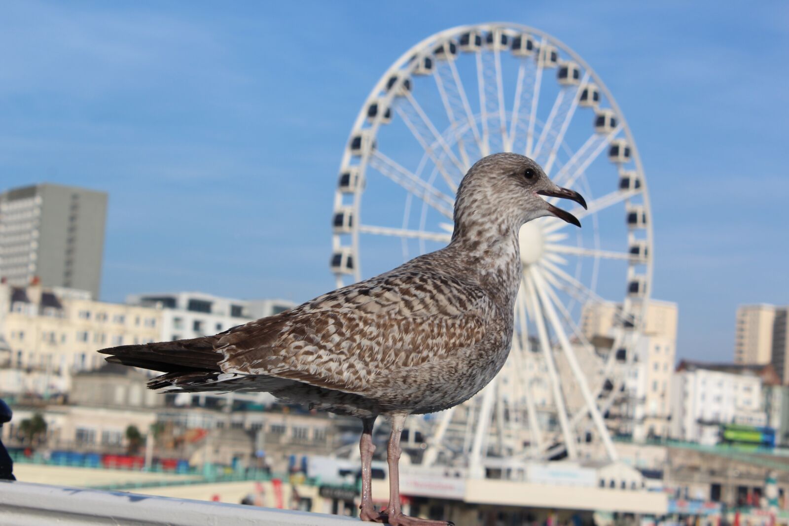 Canon EOS 1200D (EOS Rebel T5 / EOS Kiss X70 / EOS Hi) sample photo. Seagull, coast, ferris wheel photography