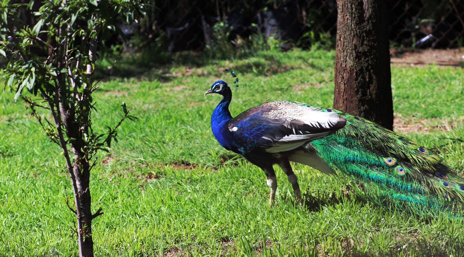 Canon EOS 1300D (EOS Rebel T6 / EOS Kiss X80) sample photo. Nature, peacock, green photography