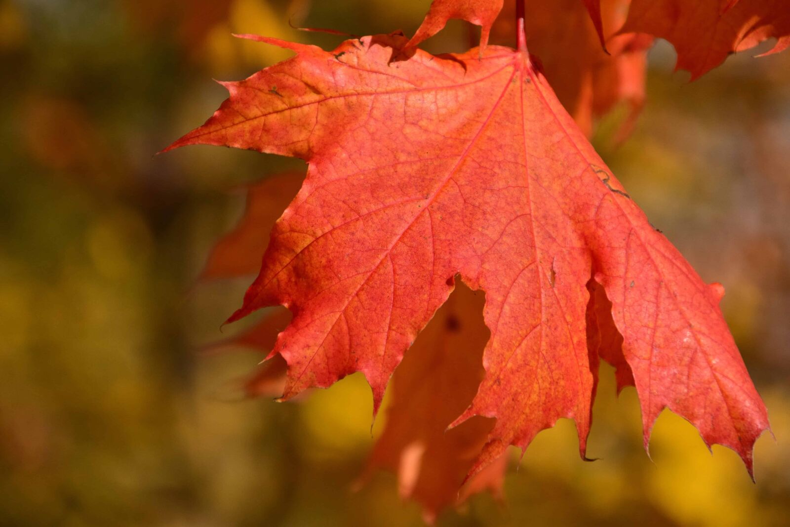Nikon D3300 sample photo. Leaf, nature, autumn, tree photography