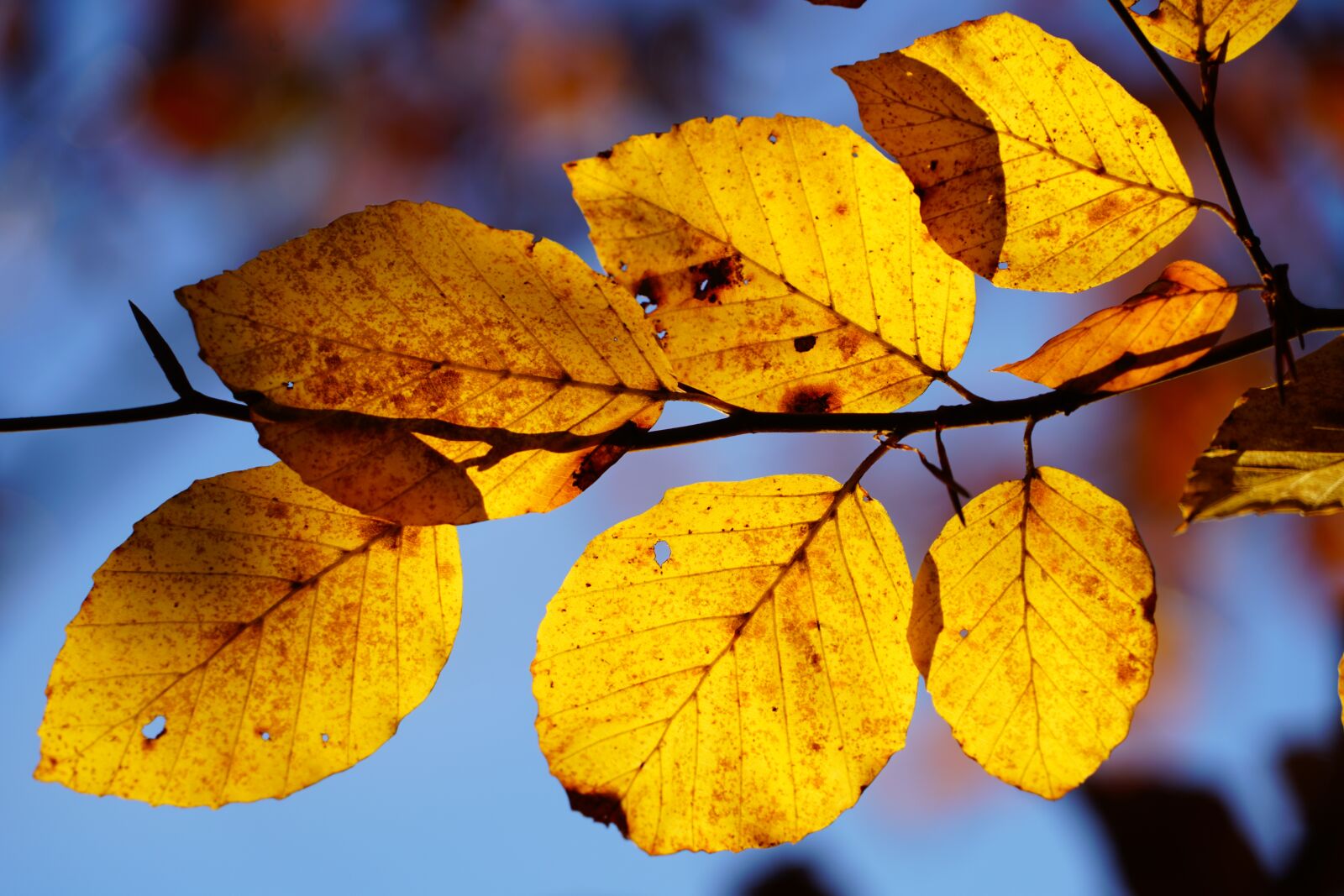 Sony FE 24-240mm F3.5-6.3 OSS sample photo. Beech leaves, branch, beech photography