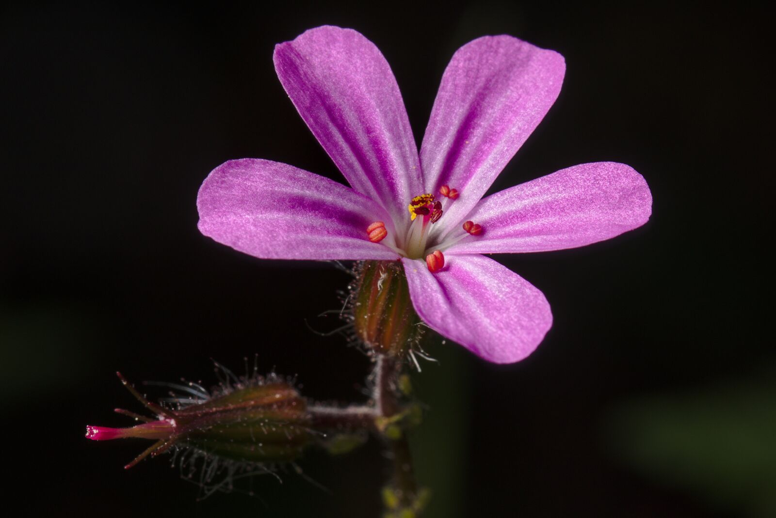 Canon EOS M5 + Canon EF 100mm F2.8L Macro IS USM sample photo. Cranesbill, flower violet, macro photography