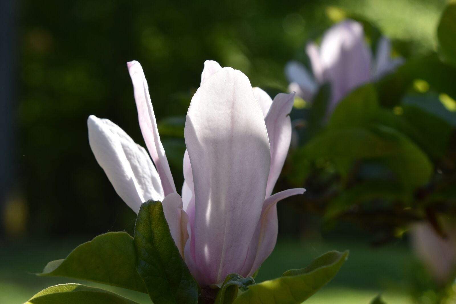 Nikon D5600 sample photo. Flowers, flowering, magnolia photography