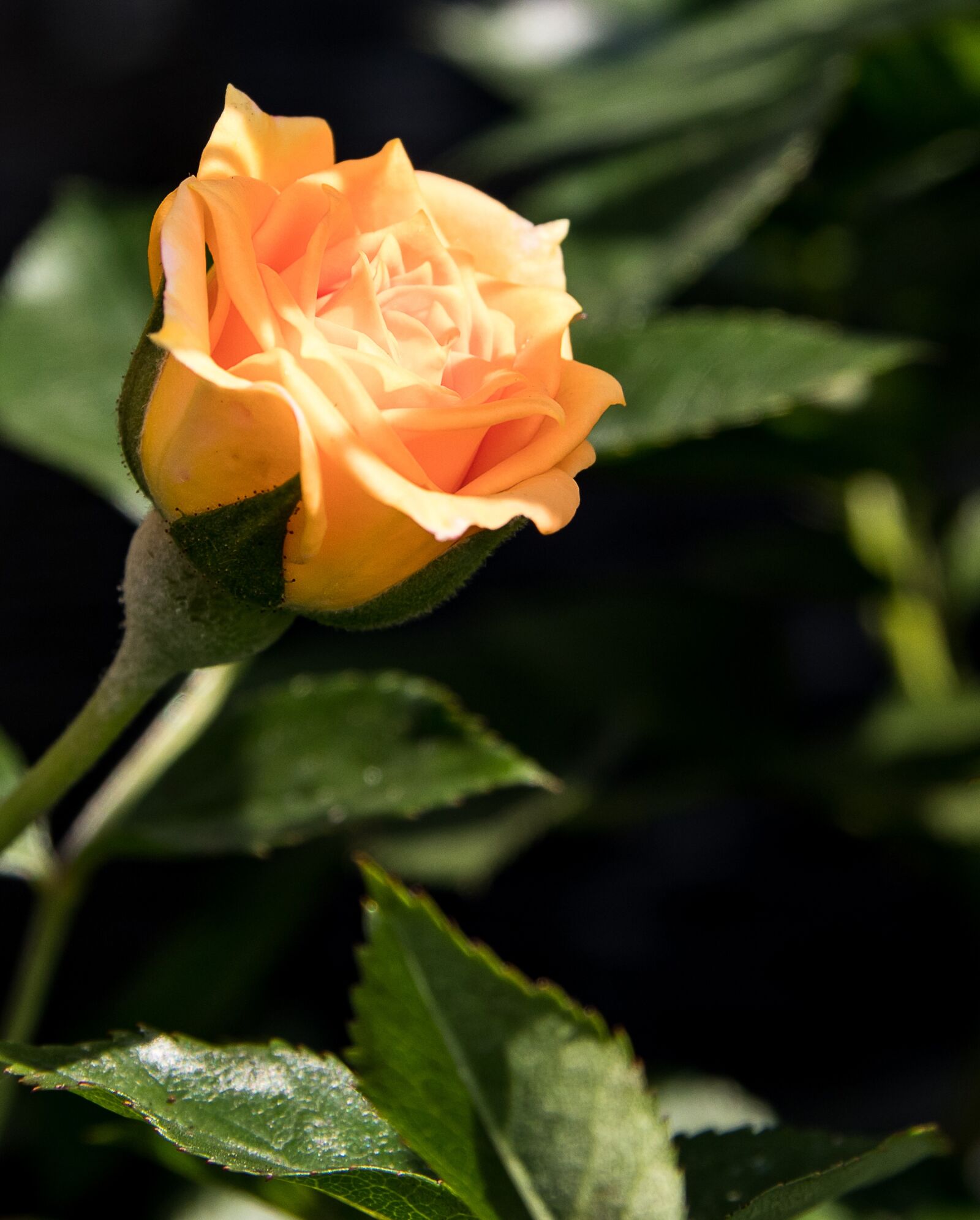 Canon EOS 80D sample photo. Rose, plant, flower photography