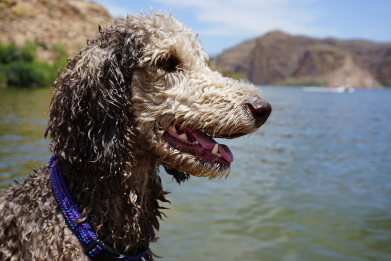 Sony E 16-50mm F3.5-5.6 PZ OSS sample photo. Dog, lake, poodle photography