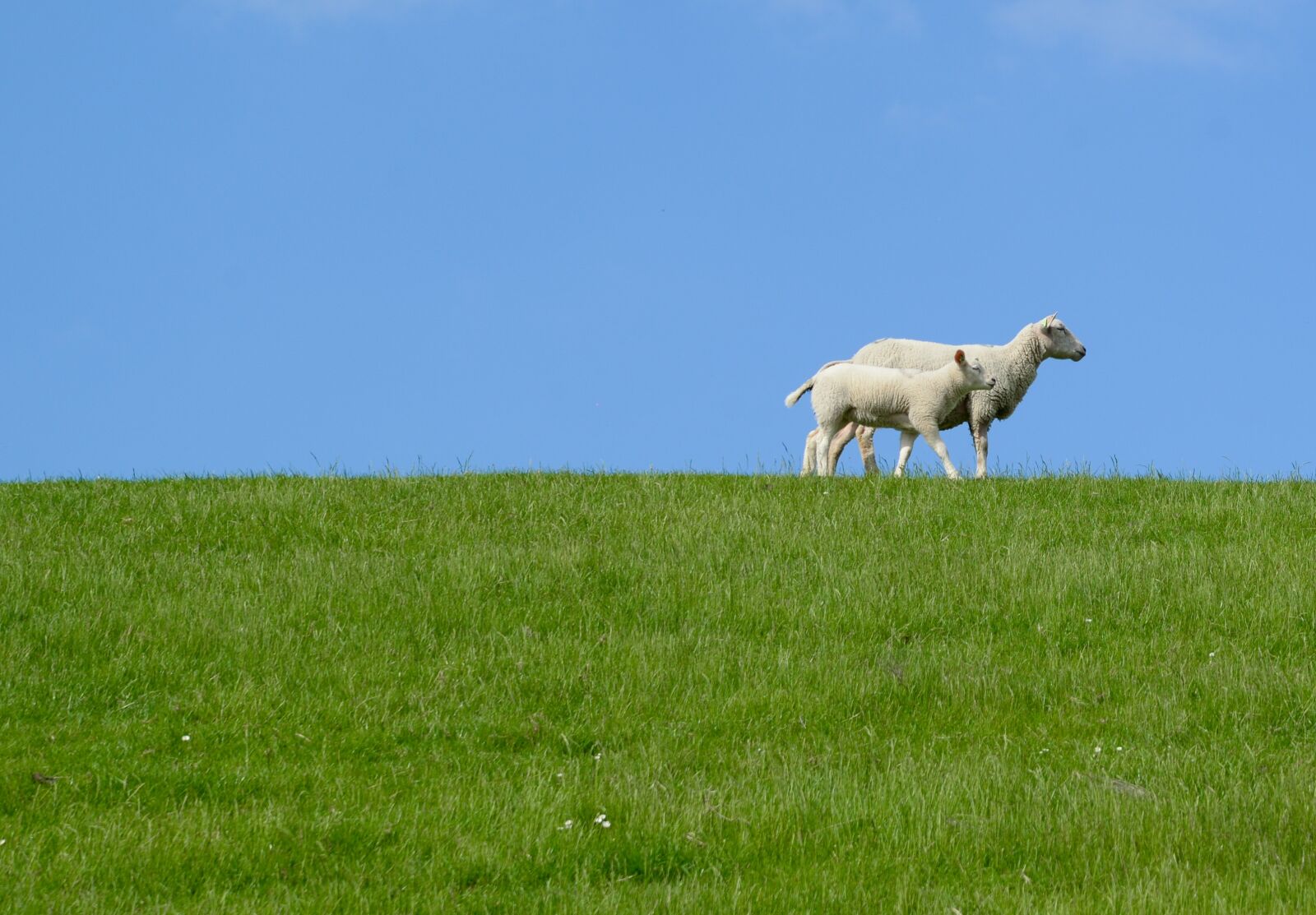 Nikon D610 sample photo. Sheep, mother, daughter photography