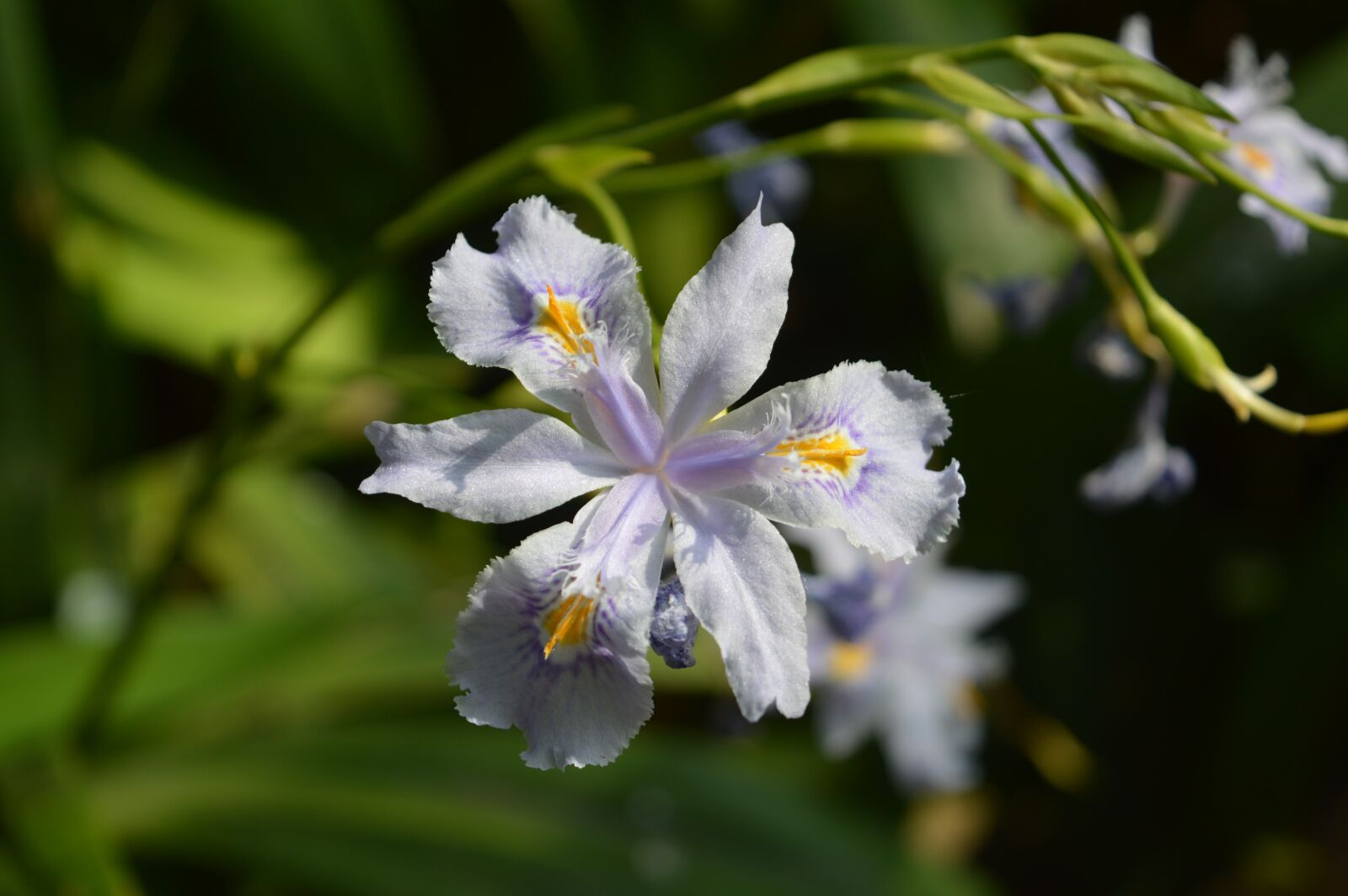 Nikon D3200 sample photo. Flower, purple, iris photography