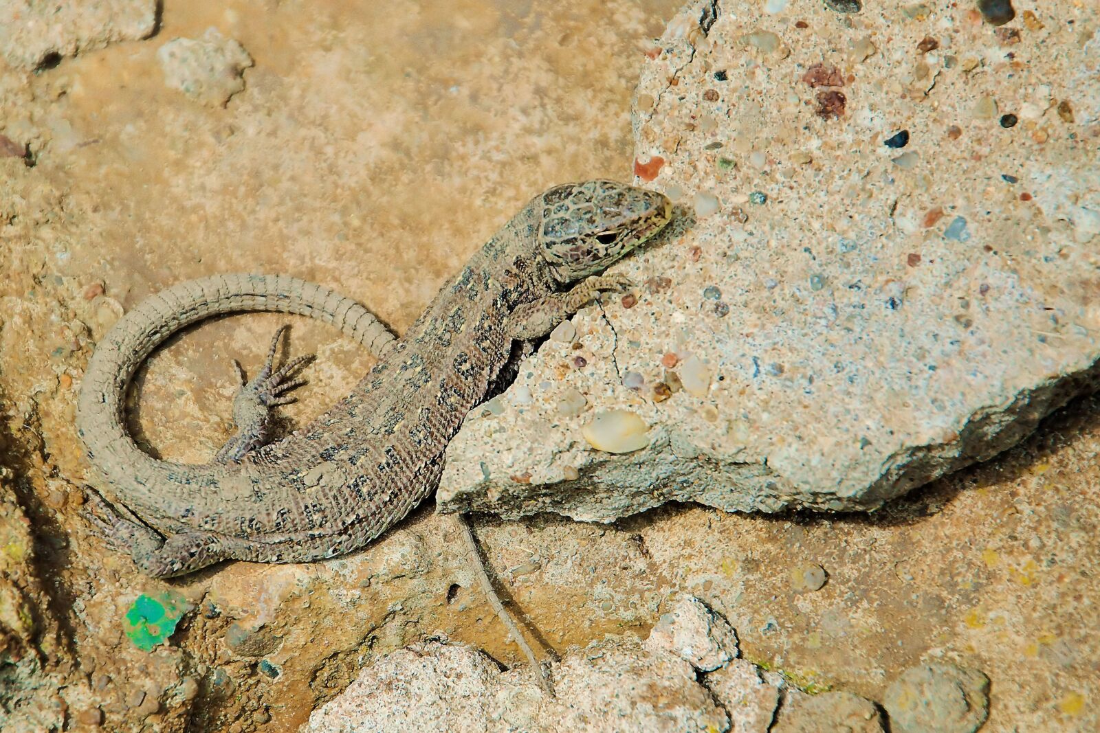Nikon D3200 sample photo. Sand lizard, lizard, female photography