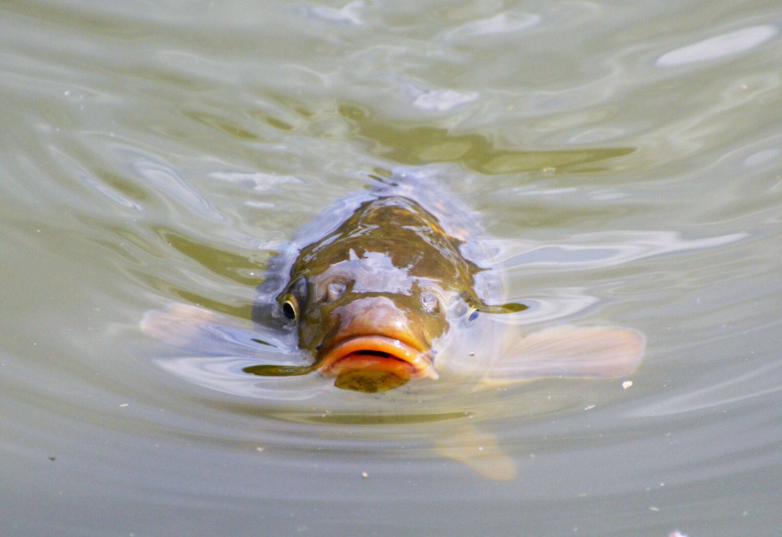 Nikon D3200 sample photo. Carp, fish, appear photography
