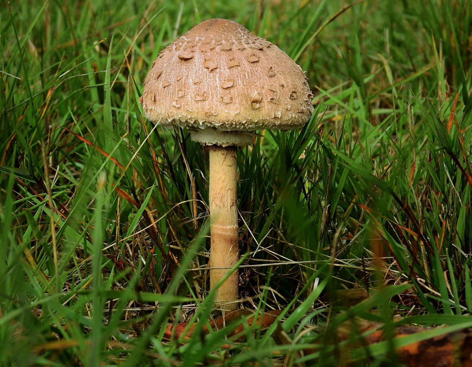 Nikon Coolpix P900 sample photo. Mushroom, kite, tasty photography
